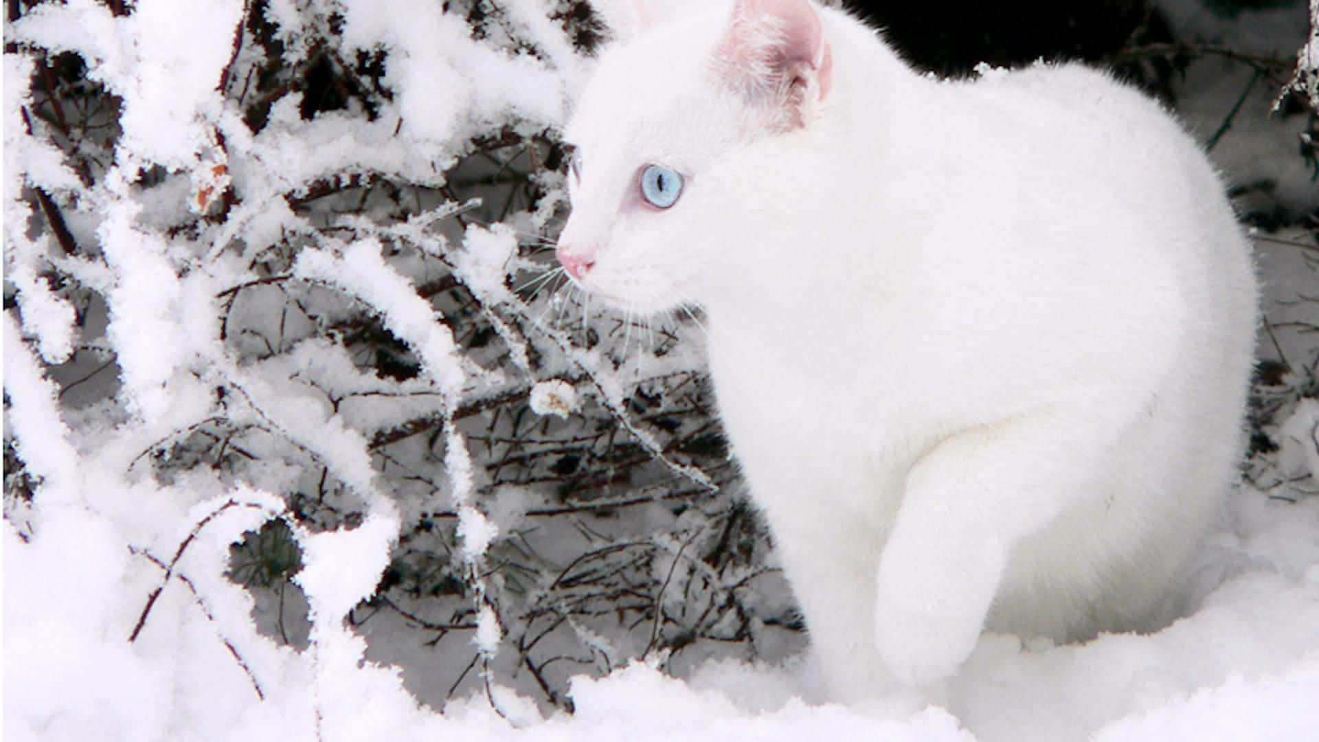 White Cat Picture