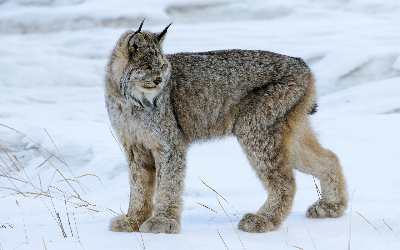 Picture lynxes Big cats Snow Animals