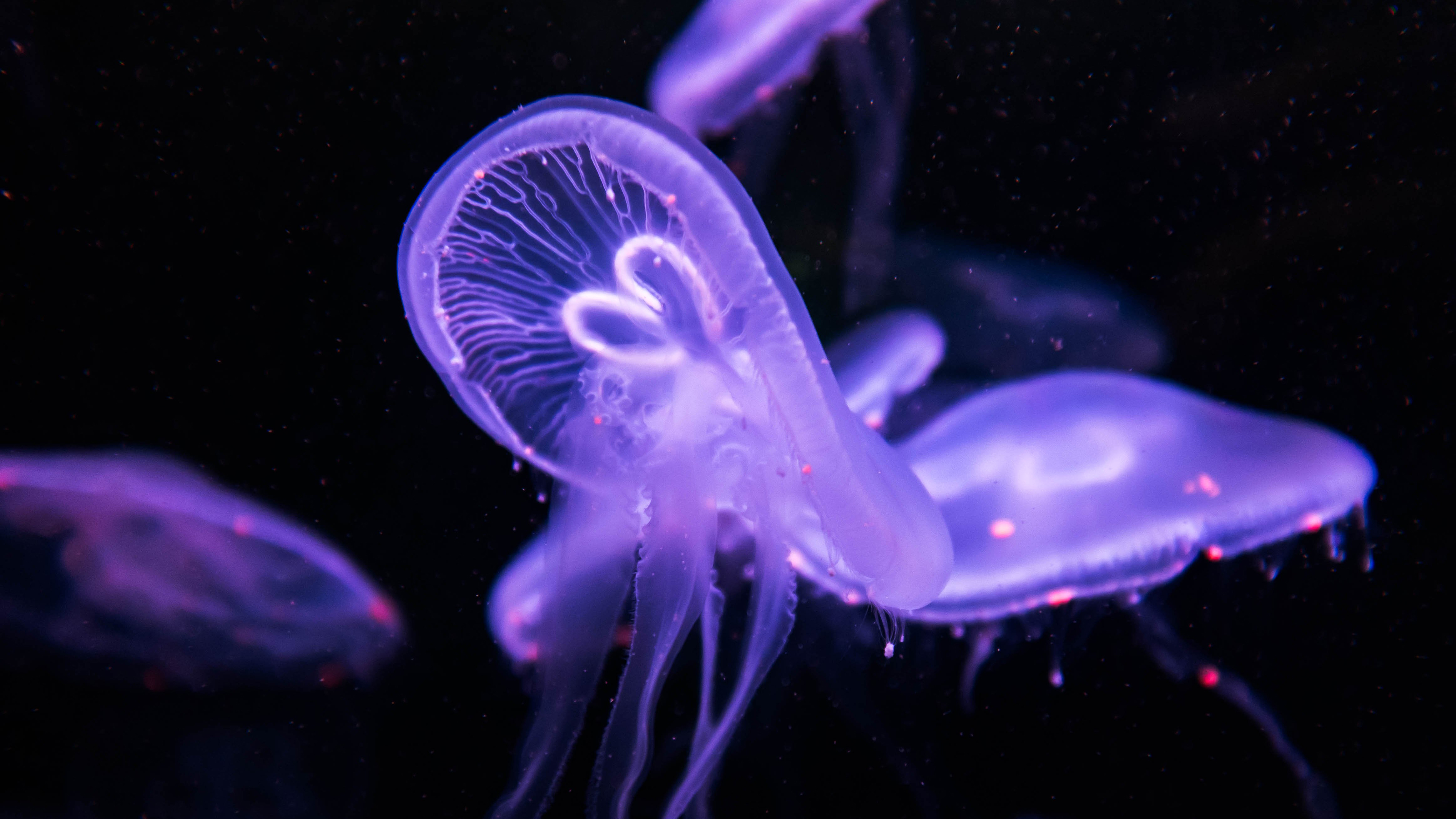 Glow Purple Animal Jellyfish 4k