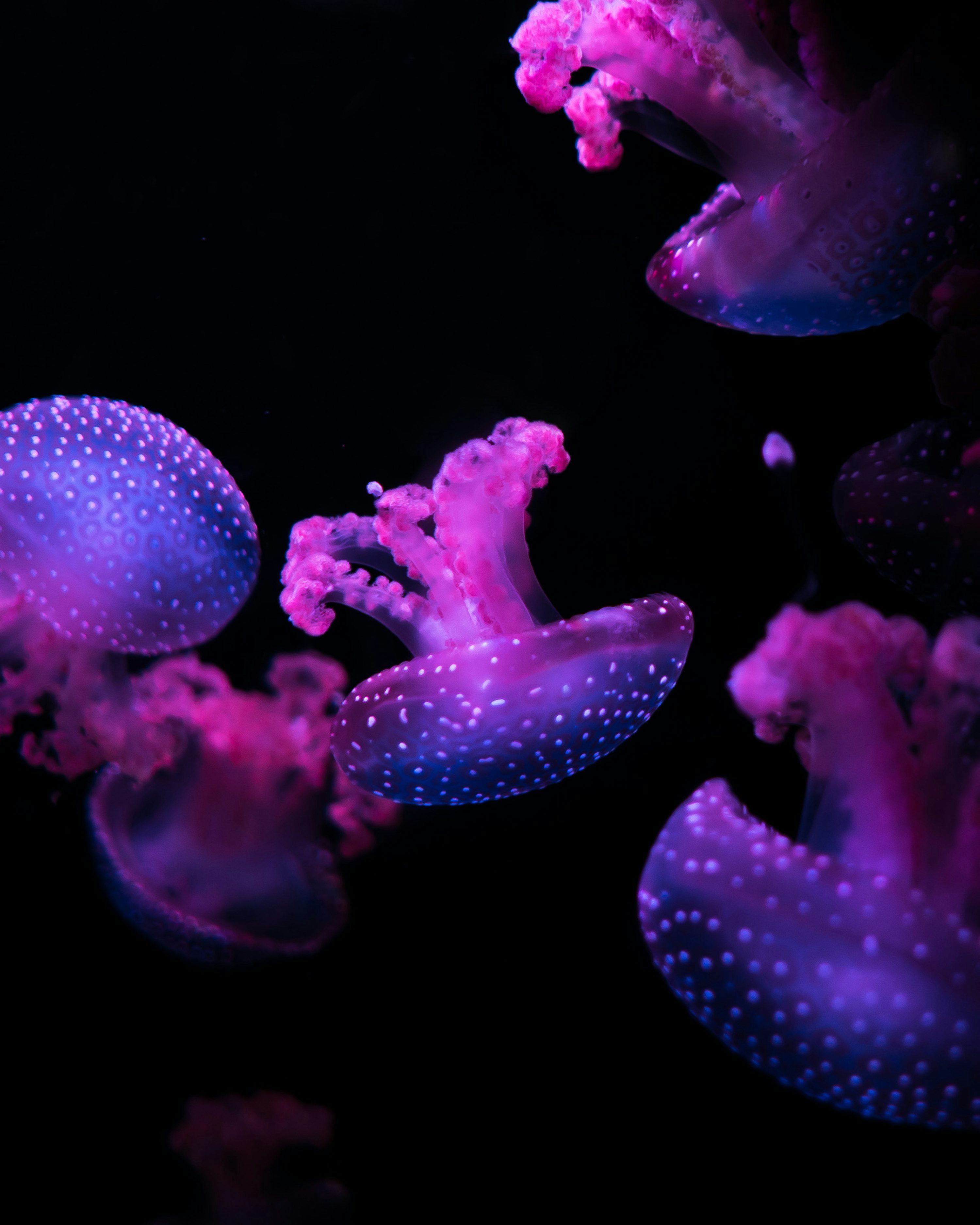Purple Jellyfish Picture. Download