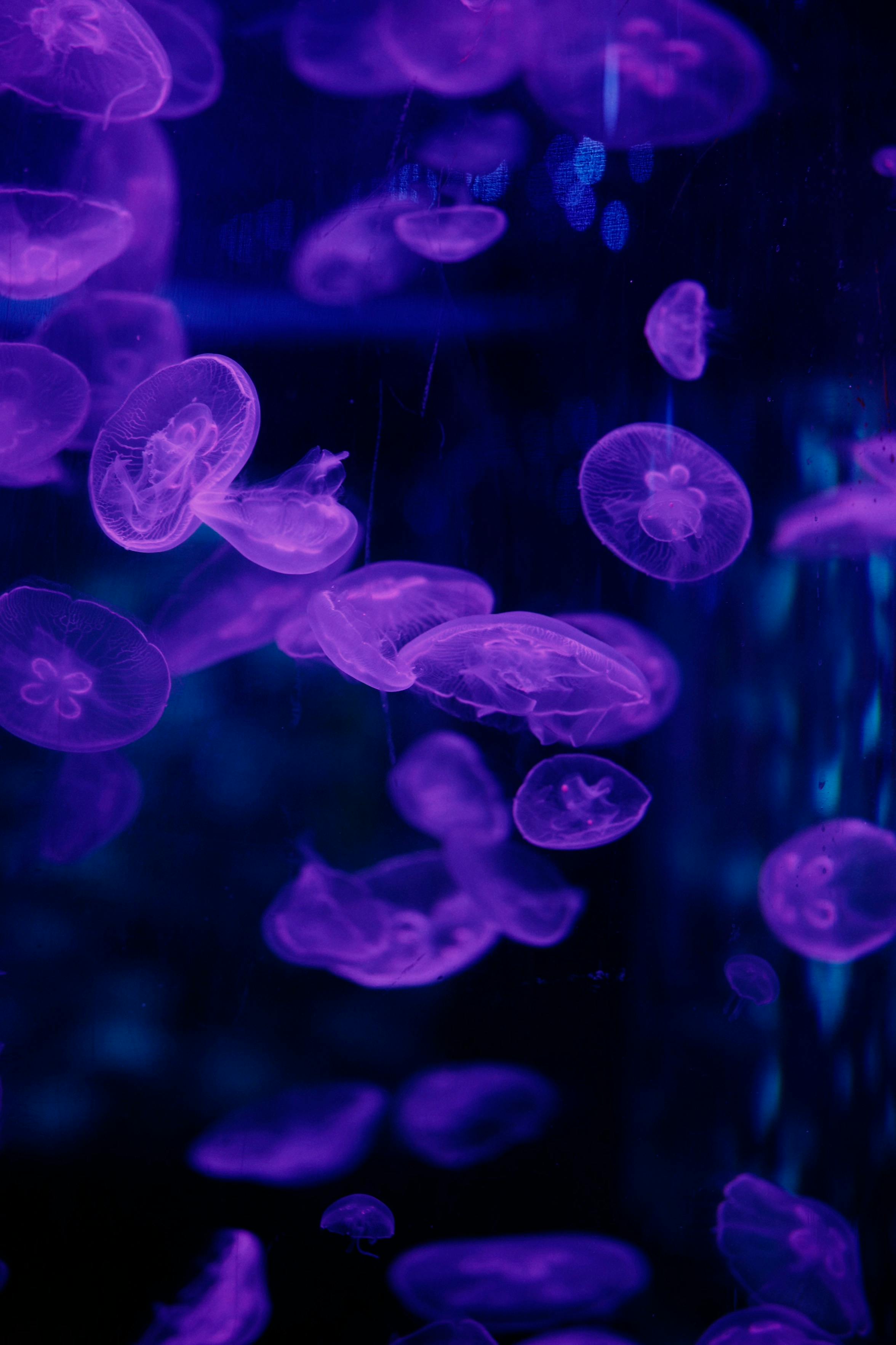 Purple Jellyfish · Free