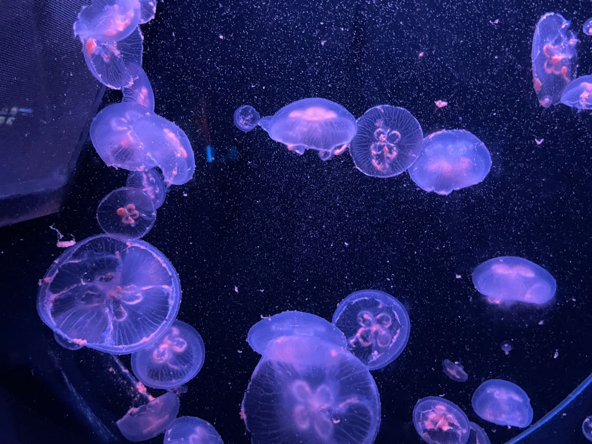 Jellyfish