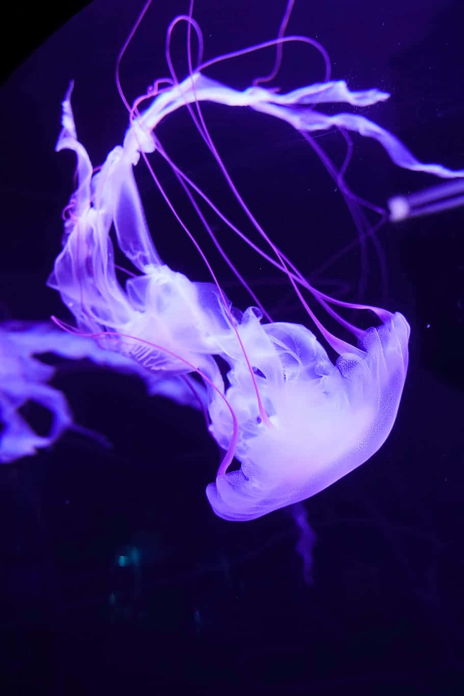 Download Ethereal Purple Jellyfish Swim