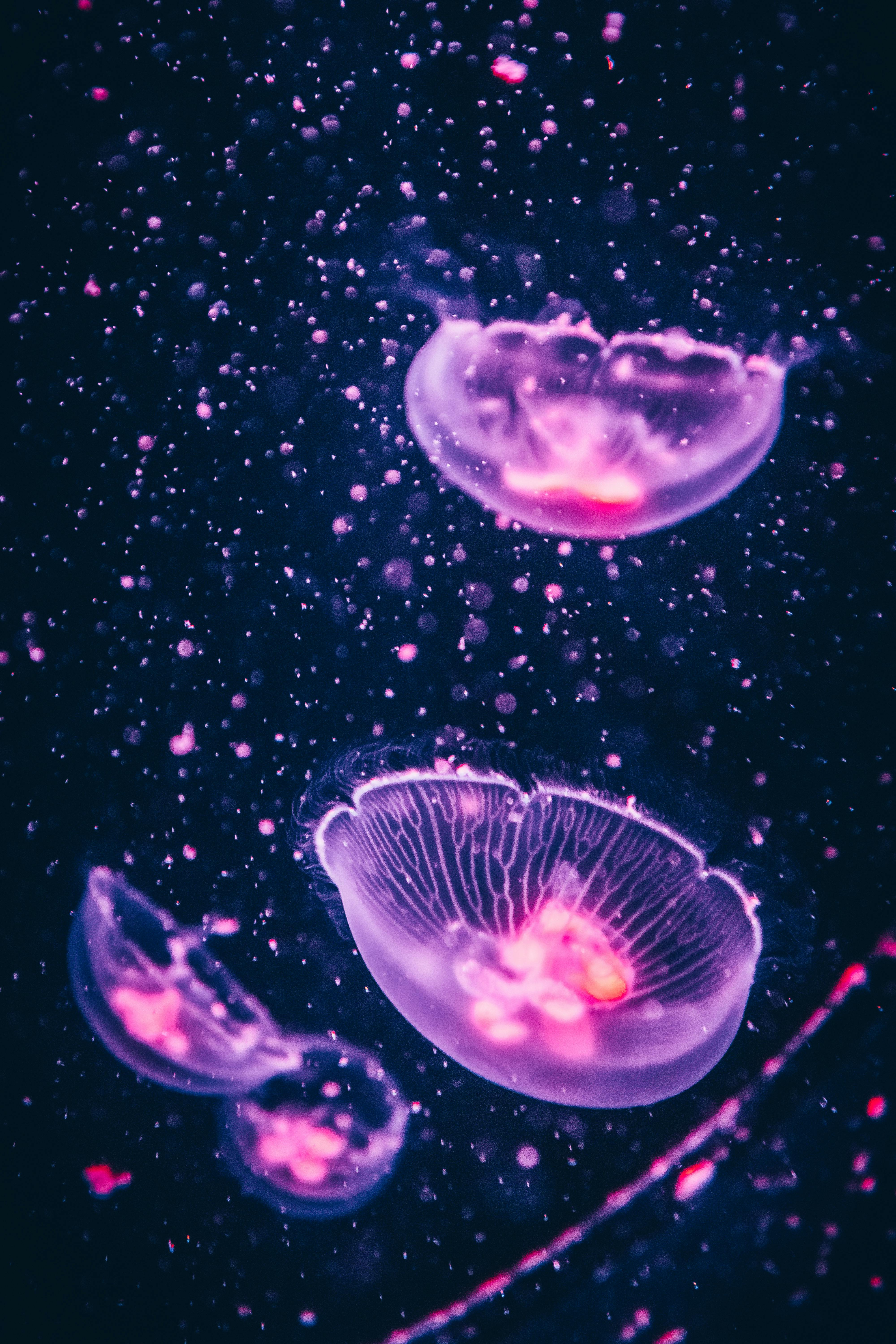 Four Purple Jellyfish · Free