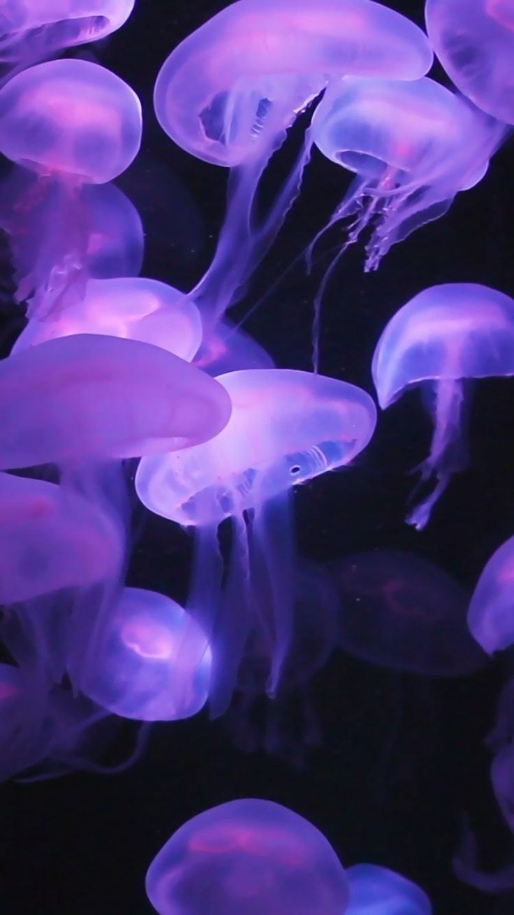 purple jellyfish