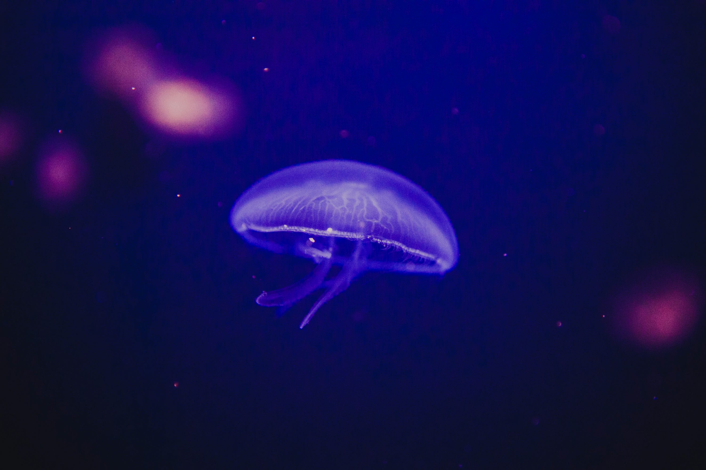 Purple Jellyfish Picture. Download