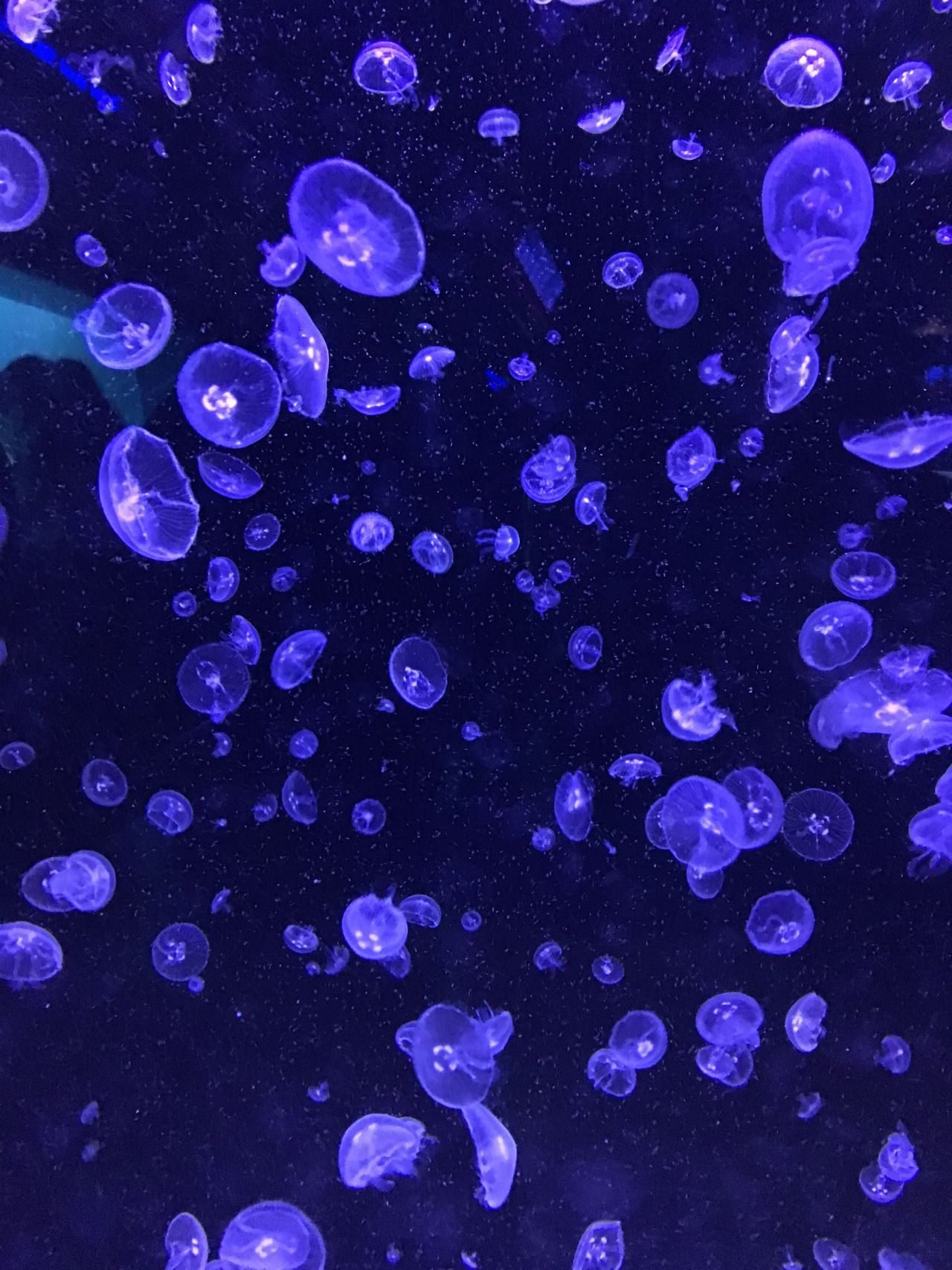 Jellyfish