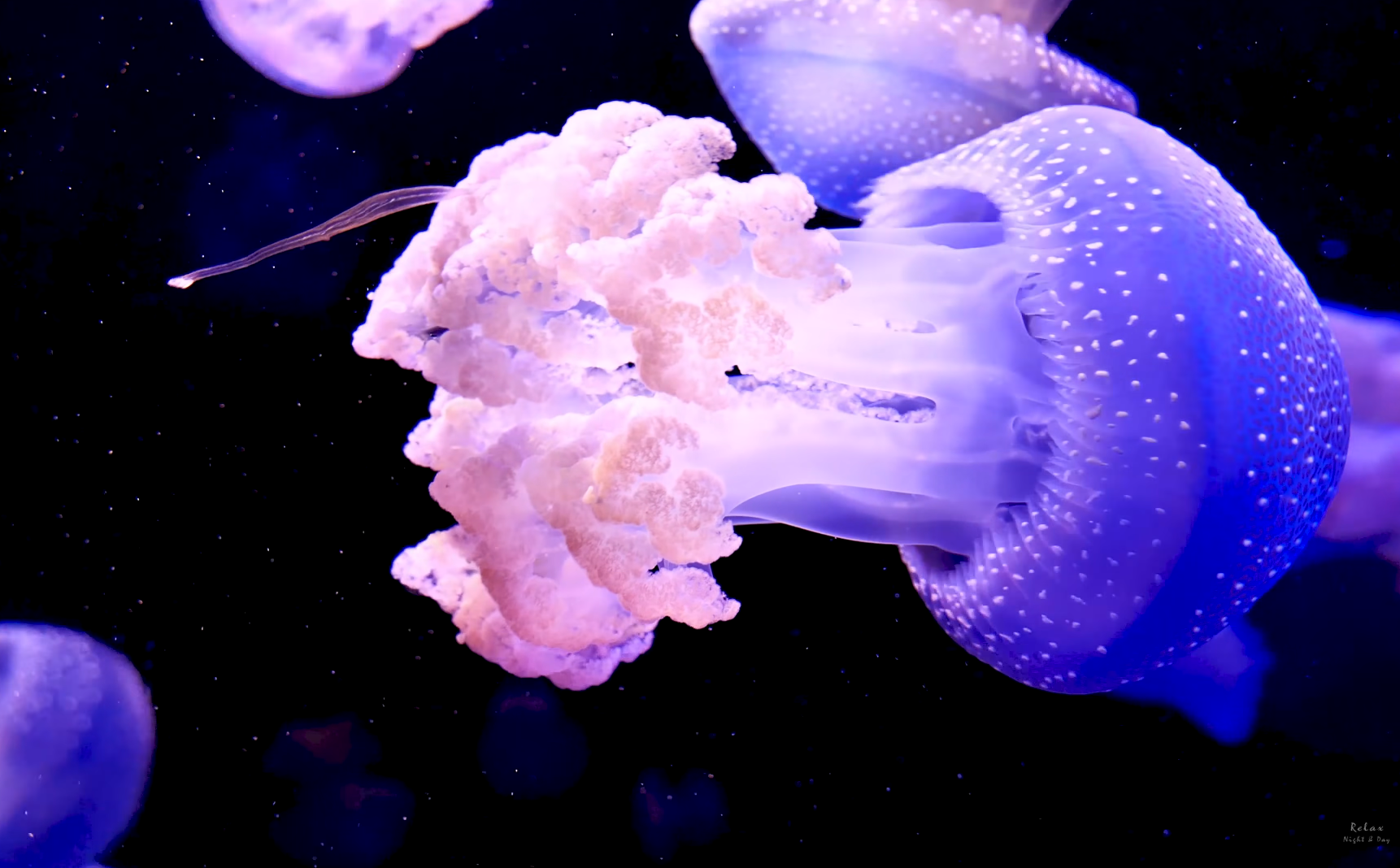 Purple Jellyfish Wallpapers - Wallpaper Cave