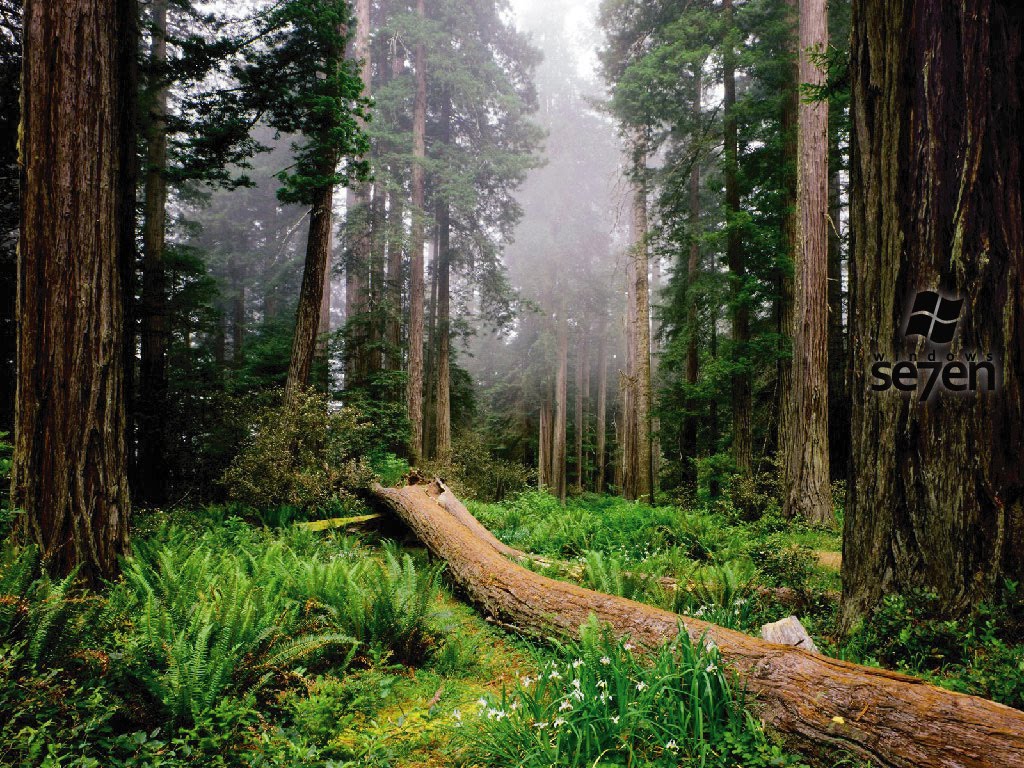 Beautiful Hd Natural Windows 7 Seven