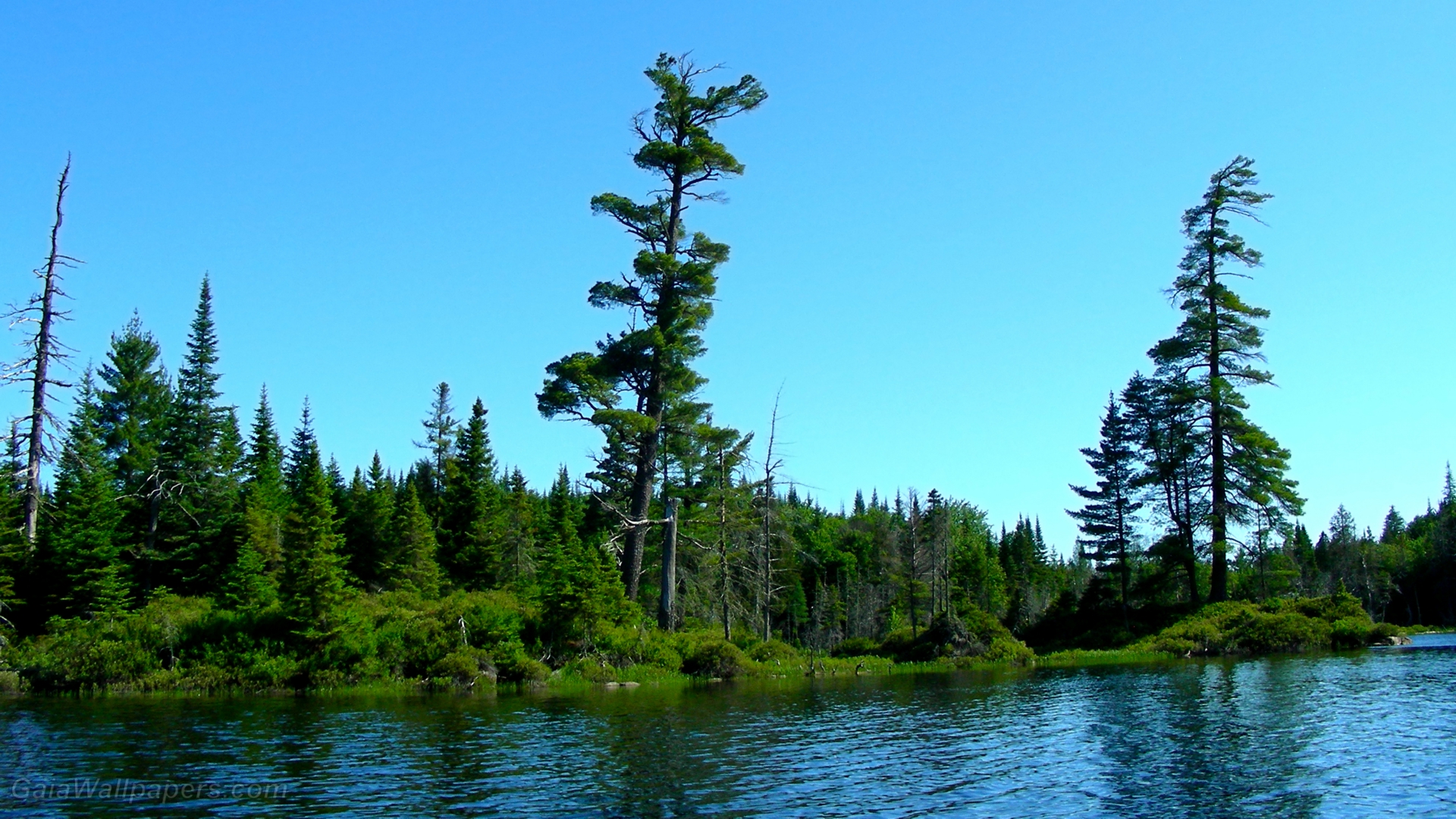 wild nature wallpaper 1920x1080