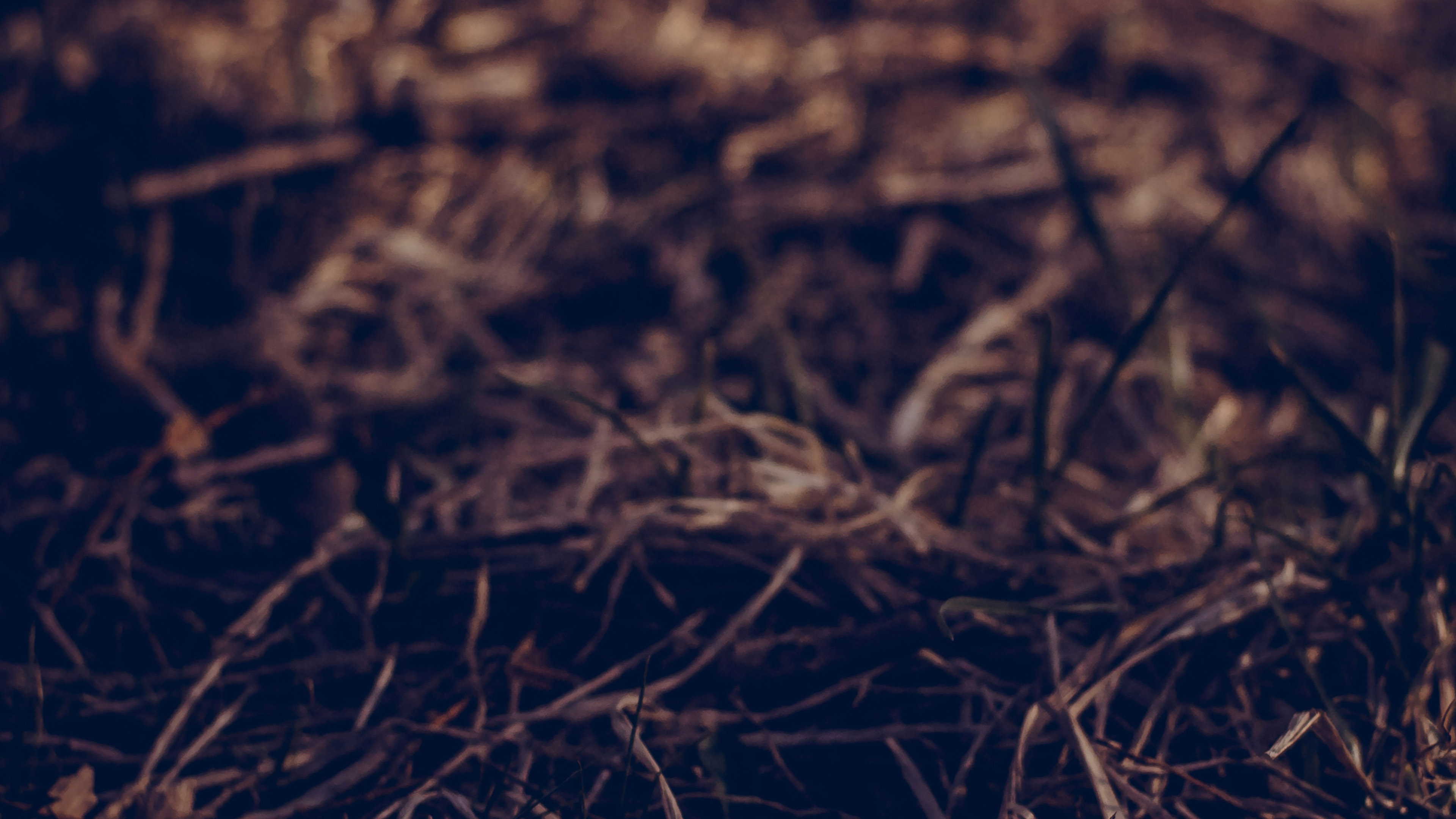 Path Leaf Old Vintage Art Nature