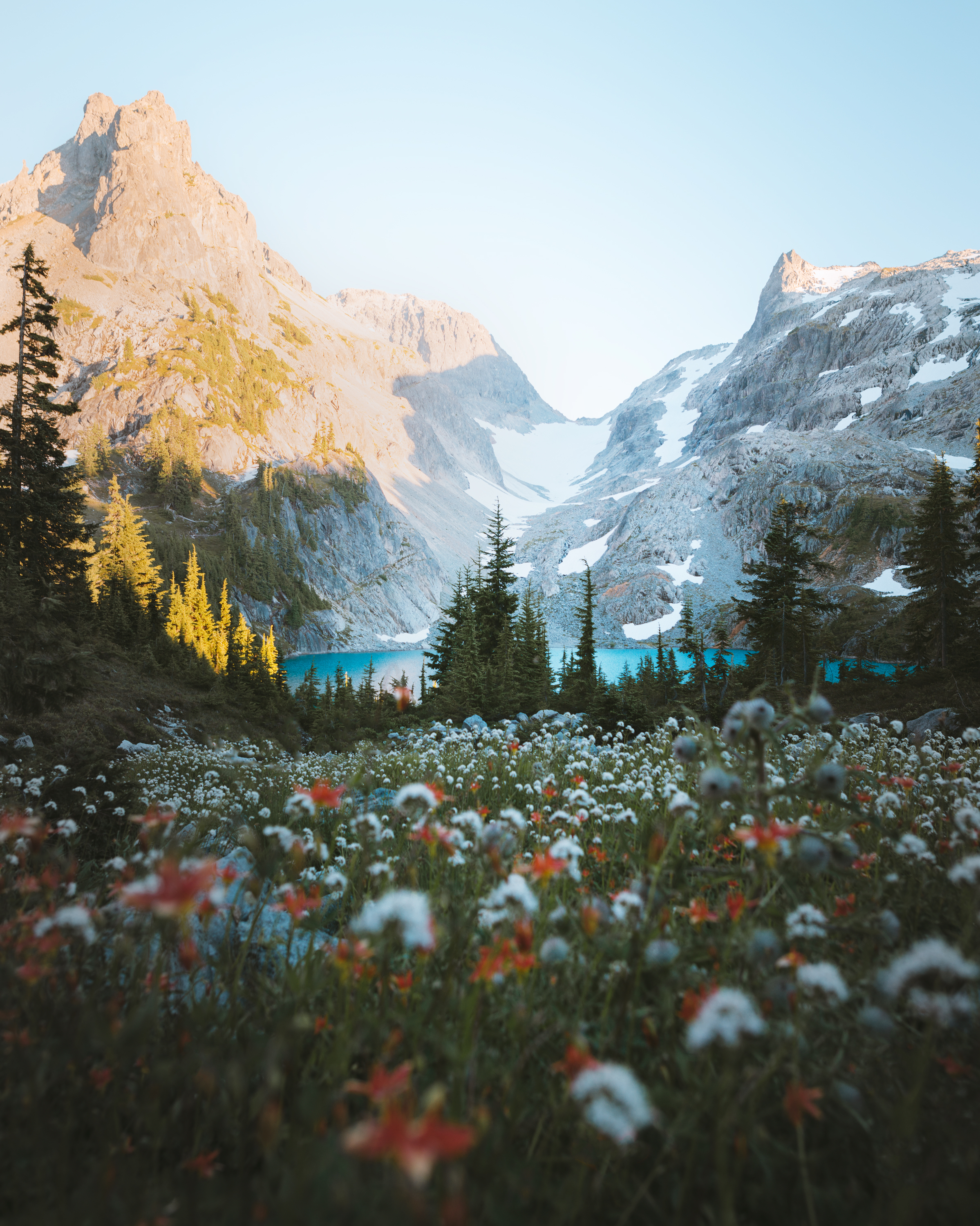 Wildflowers in the Cascade mountains
