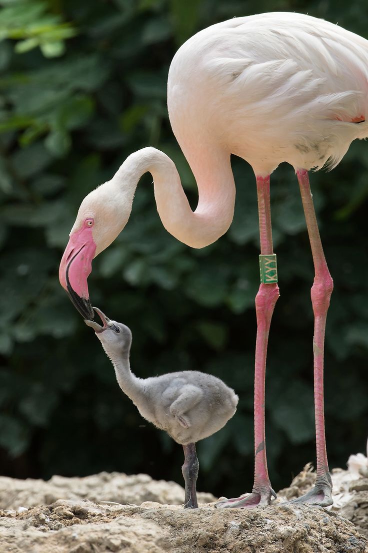 Zoo Vienna Has Tons of Pink Flamingo