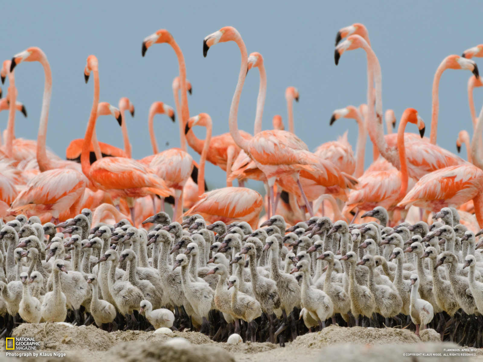 Are Flamingo Egg Yolks Pink?