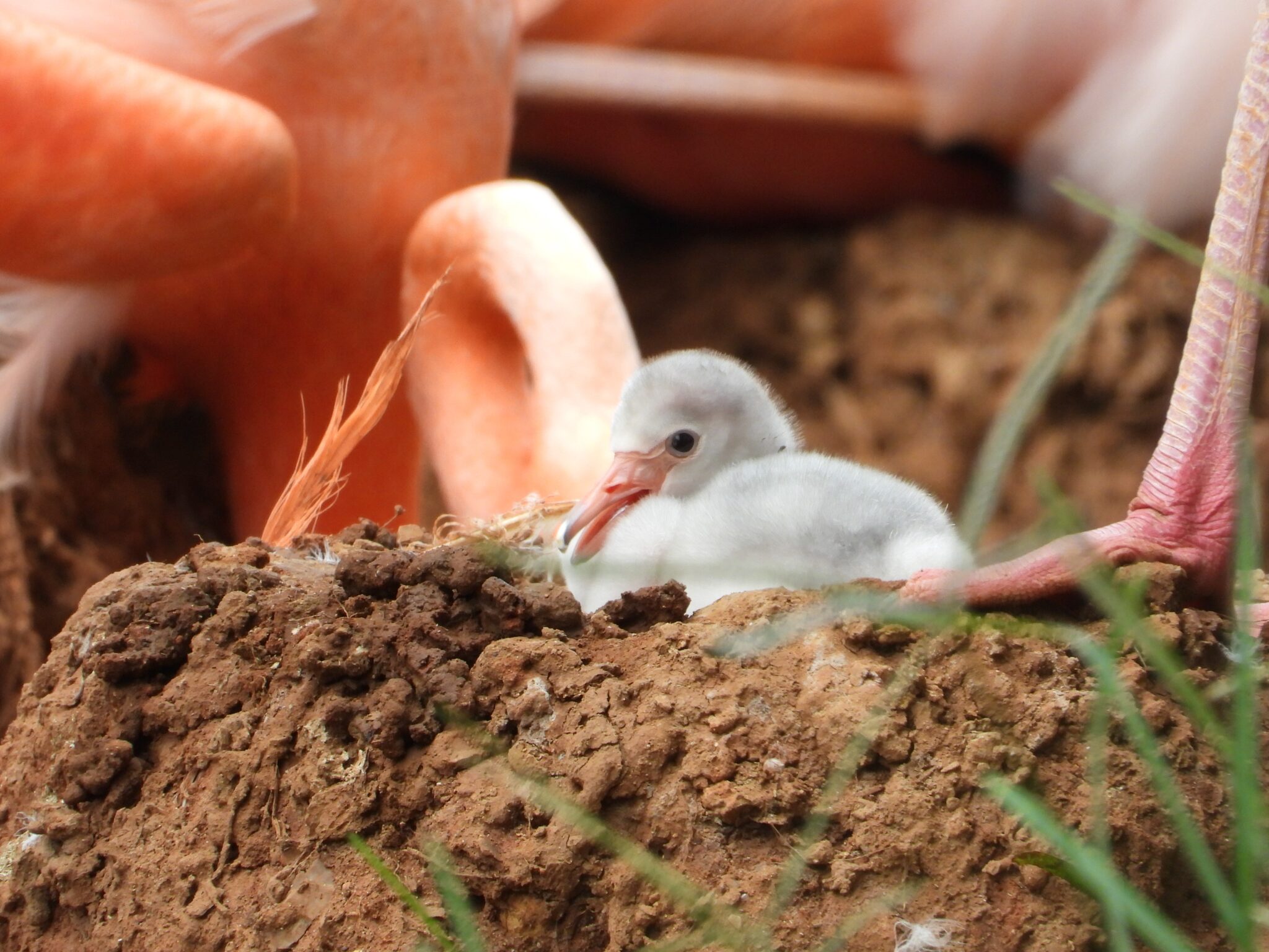 ADORABLE baby flamingos. Bham