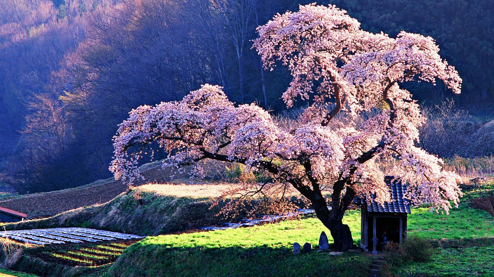 Cool Japanese Tree Wallpaper