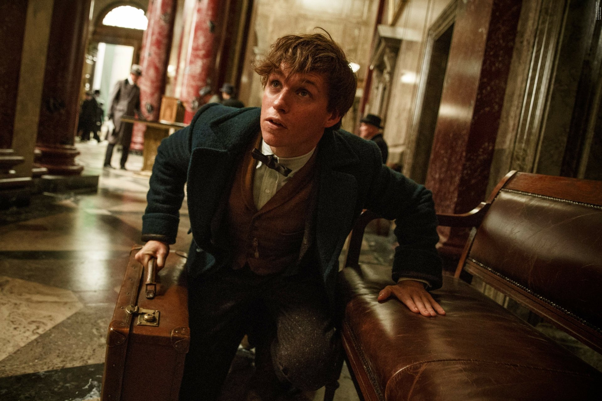 Newt Scamander 4K Ultra HD Wallpaper