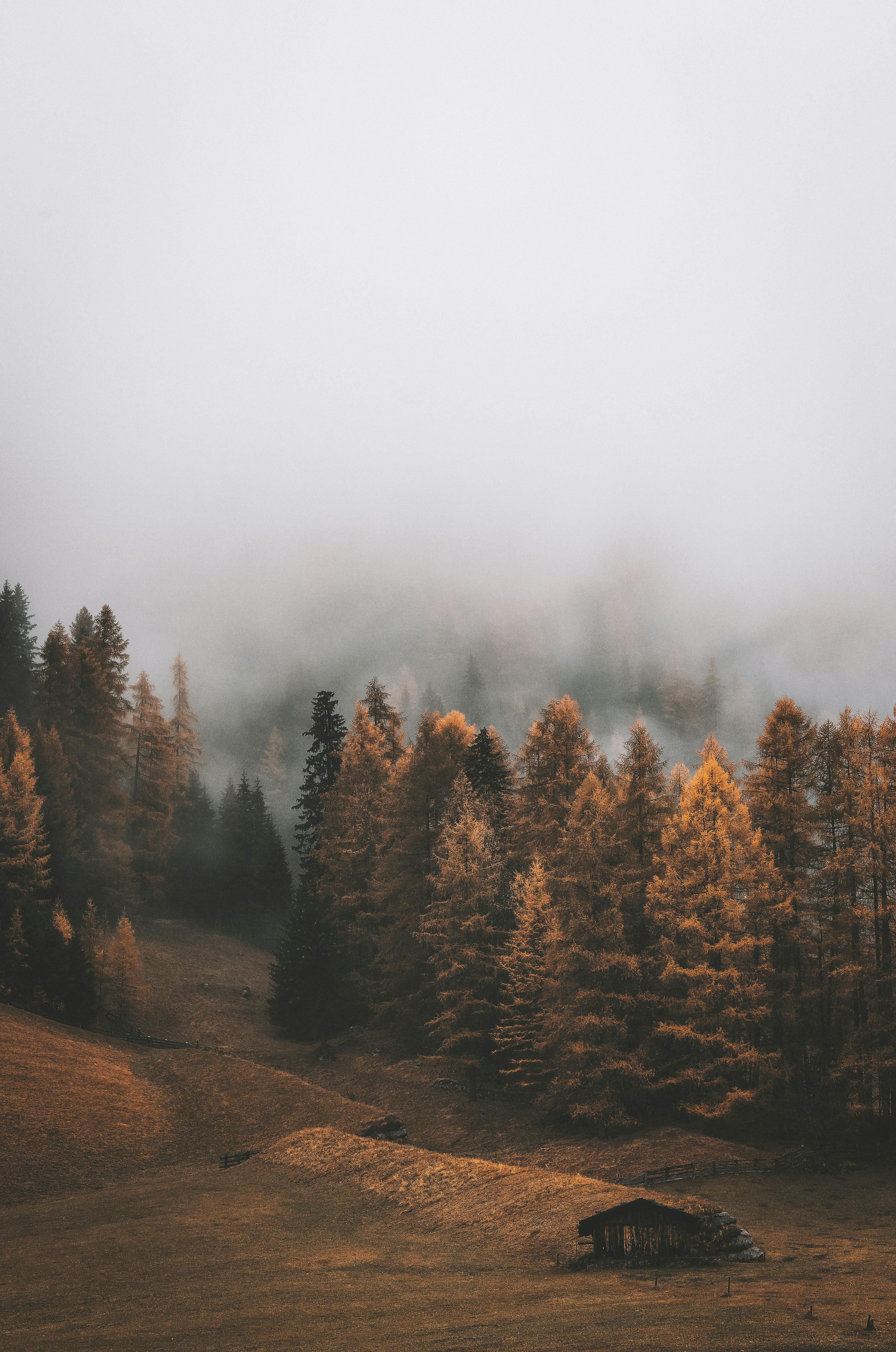 Pine Trees · Free