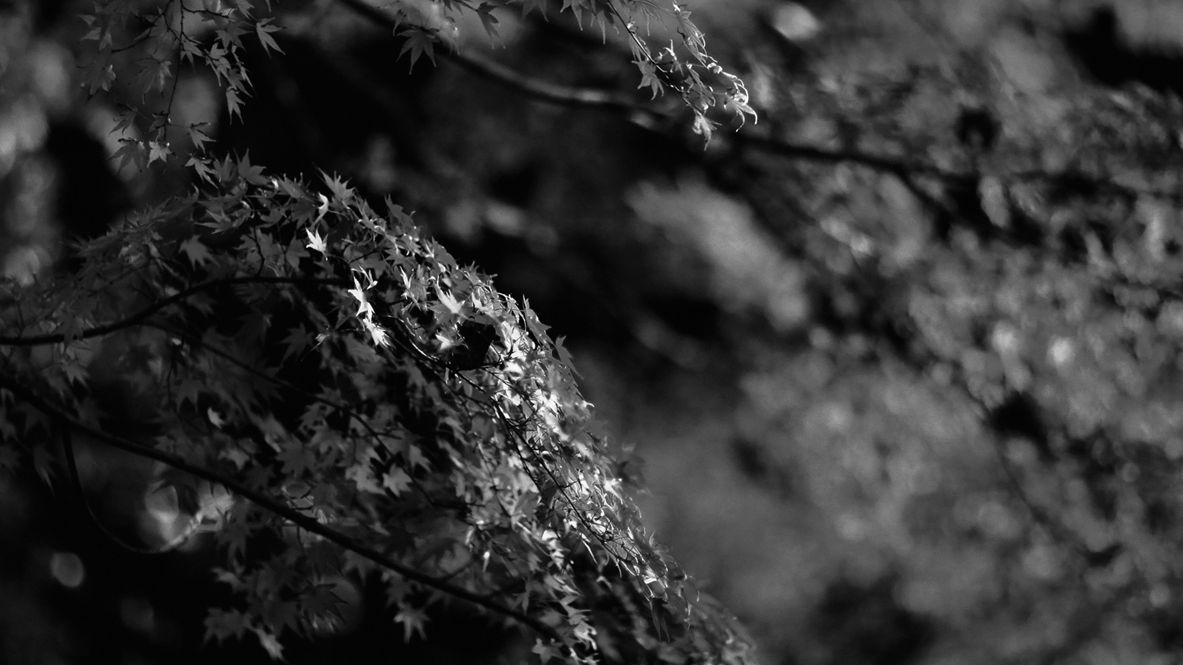 Japanese Maple Tree Fall Nature