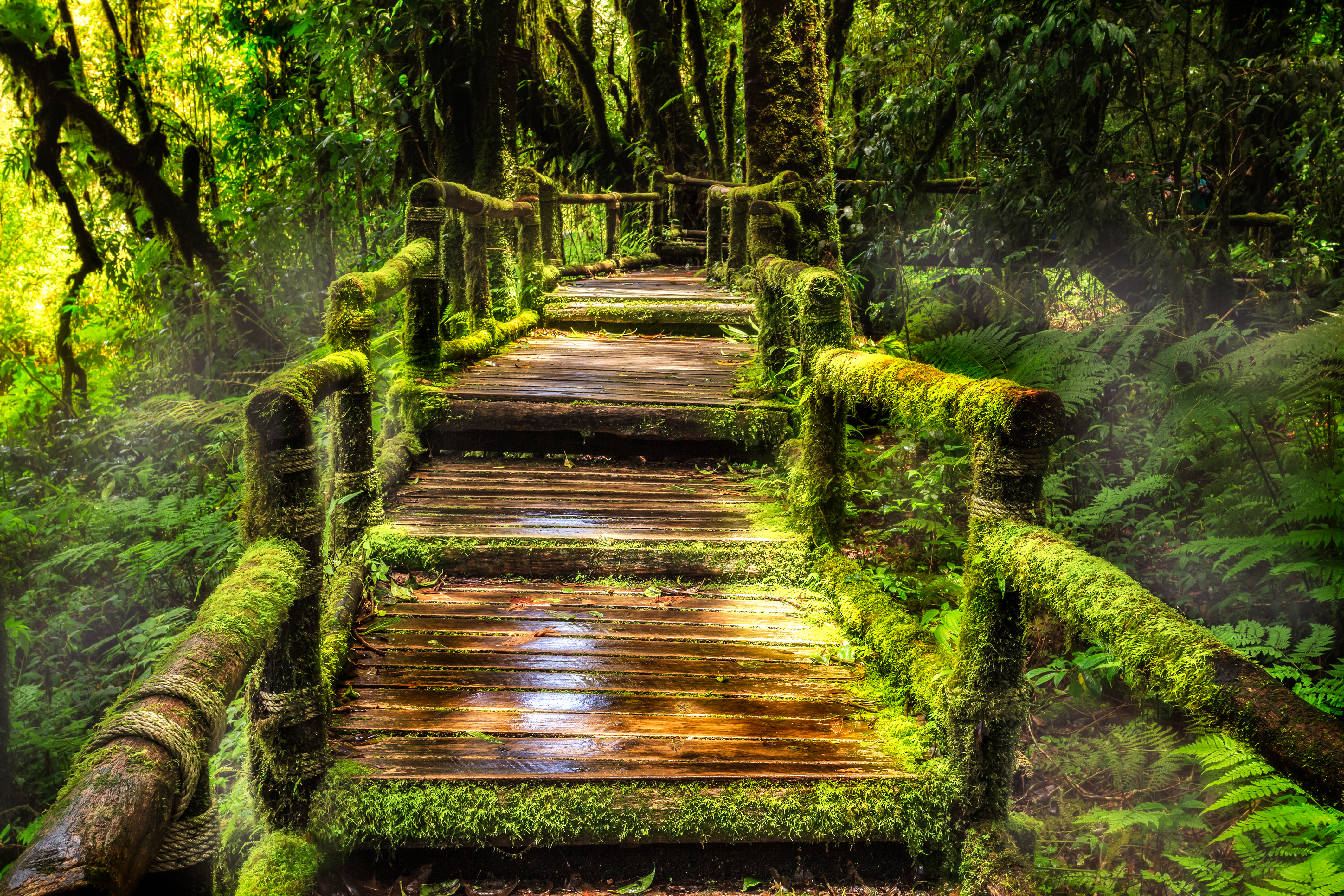 Enchanted Forest Path 4K Ultra HD Wallpaper
