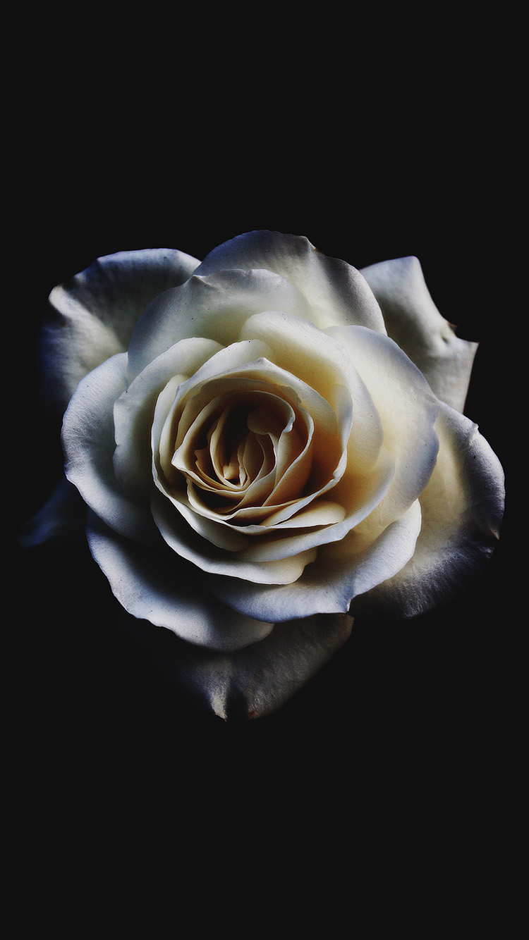 Flower White Dark Minimal Nature