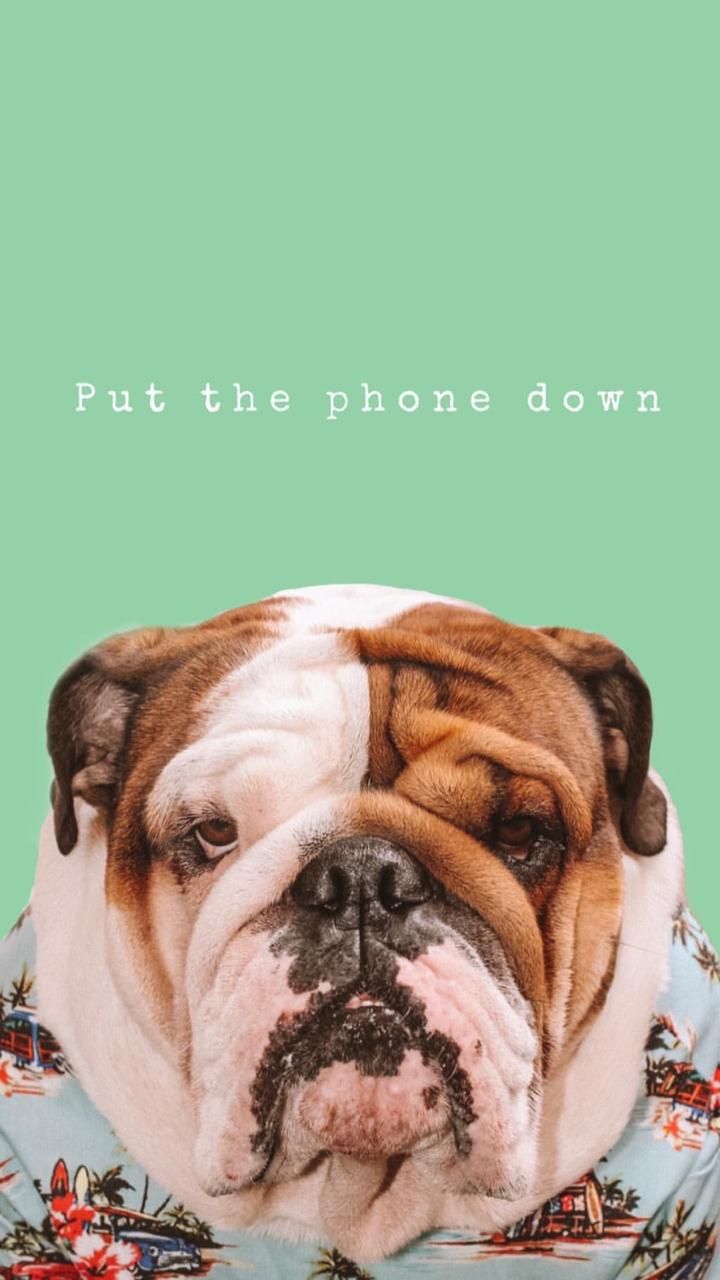 Cute English Bulldog Wallpaper