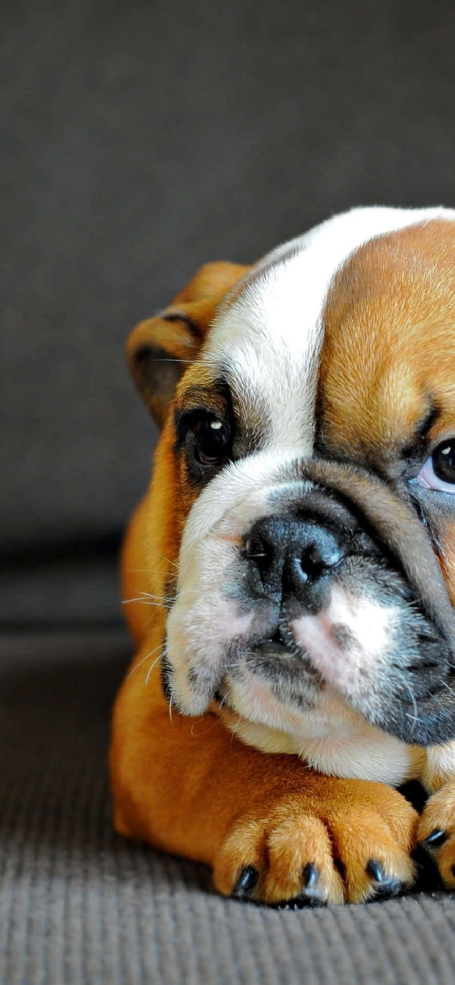 Cute Puppy Bulldog Picture