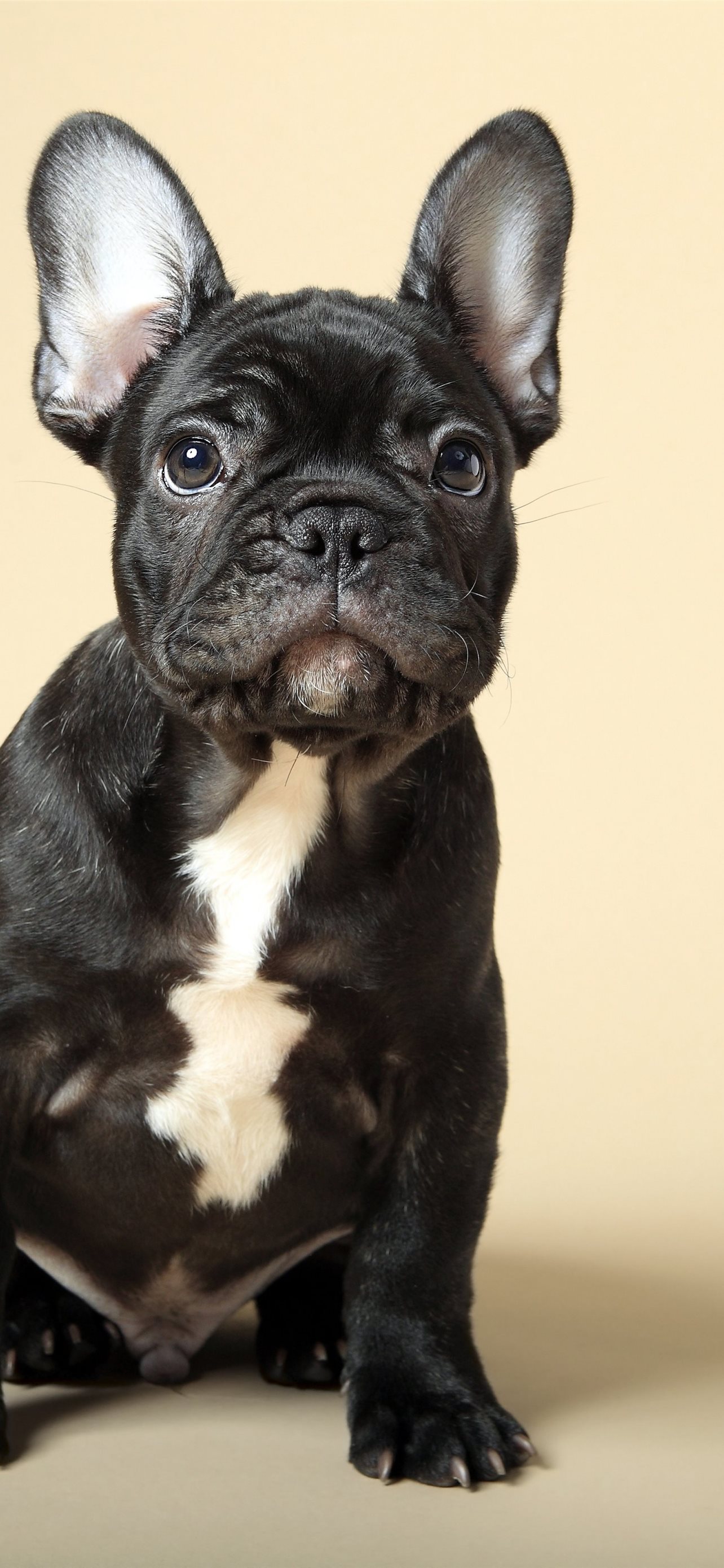 Best Bulldogs iPhone HD Wallpaper