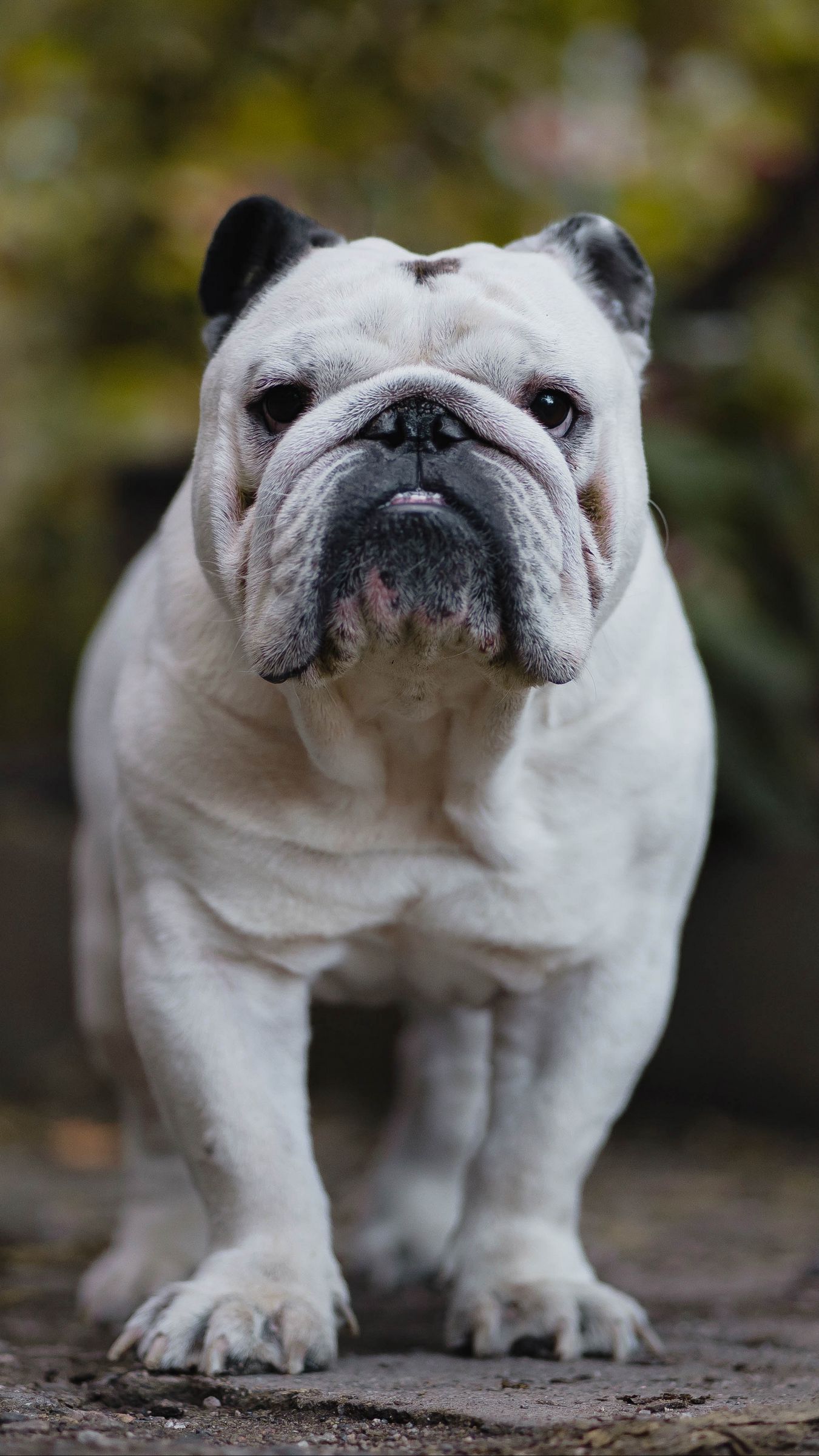 Download wallpaper 1350x2400 english bulldog, bulldog, dog, serious iphone 8+/7+/6s+/for parallax HD background