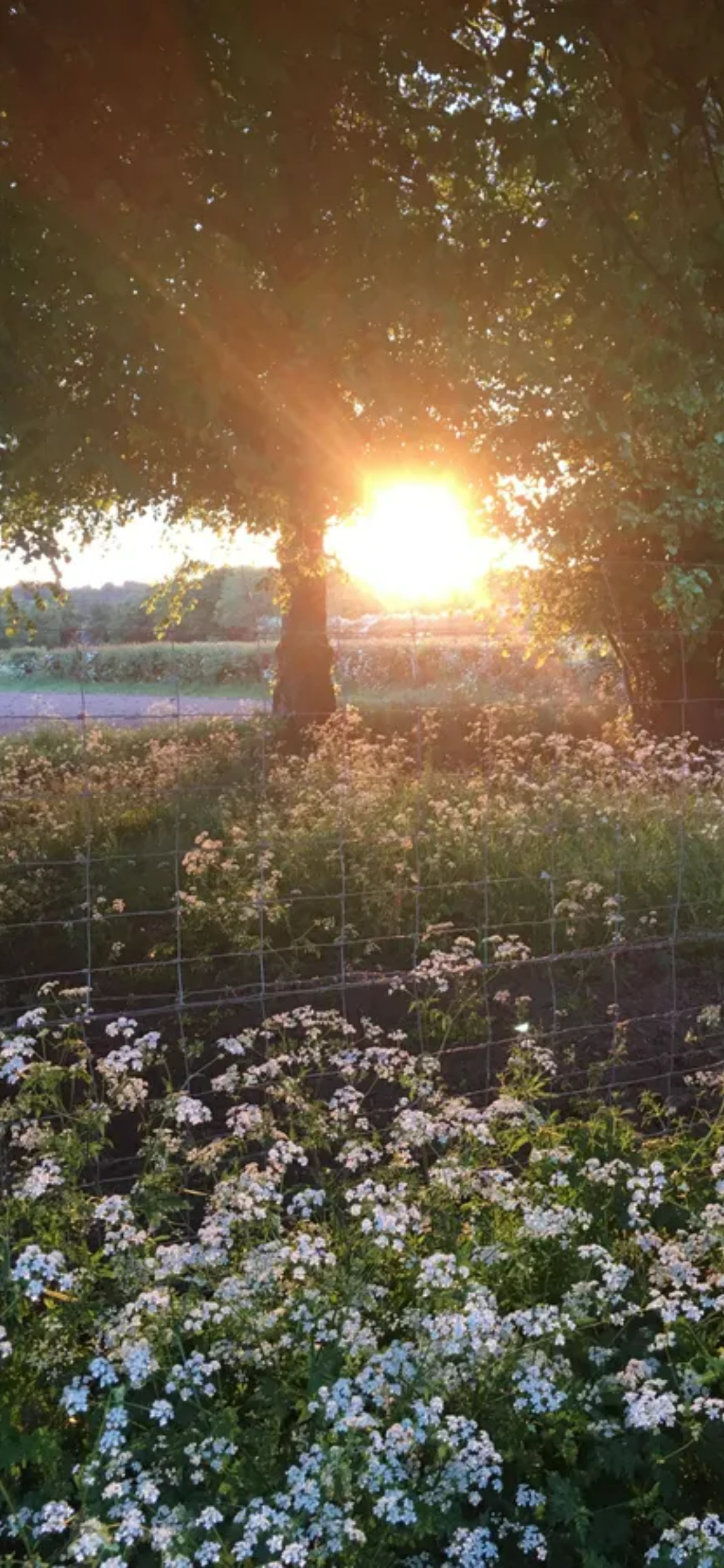 Aesthetic Nature iPhone Wallpaper HQ