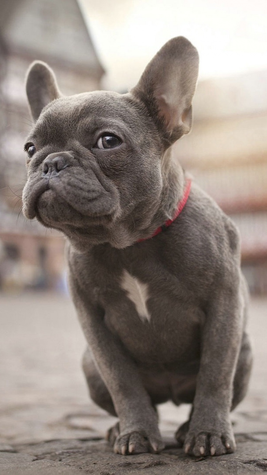 900 French Bulldog