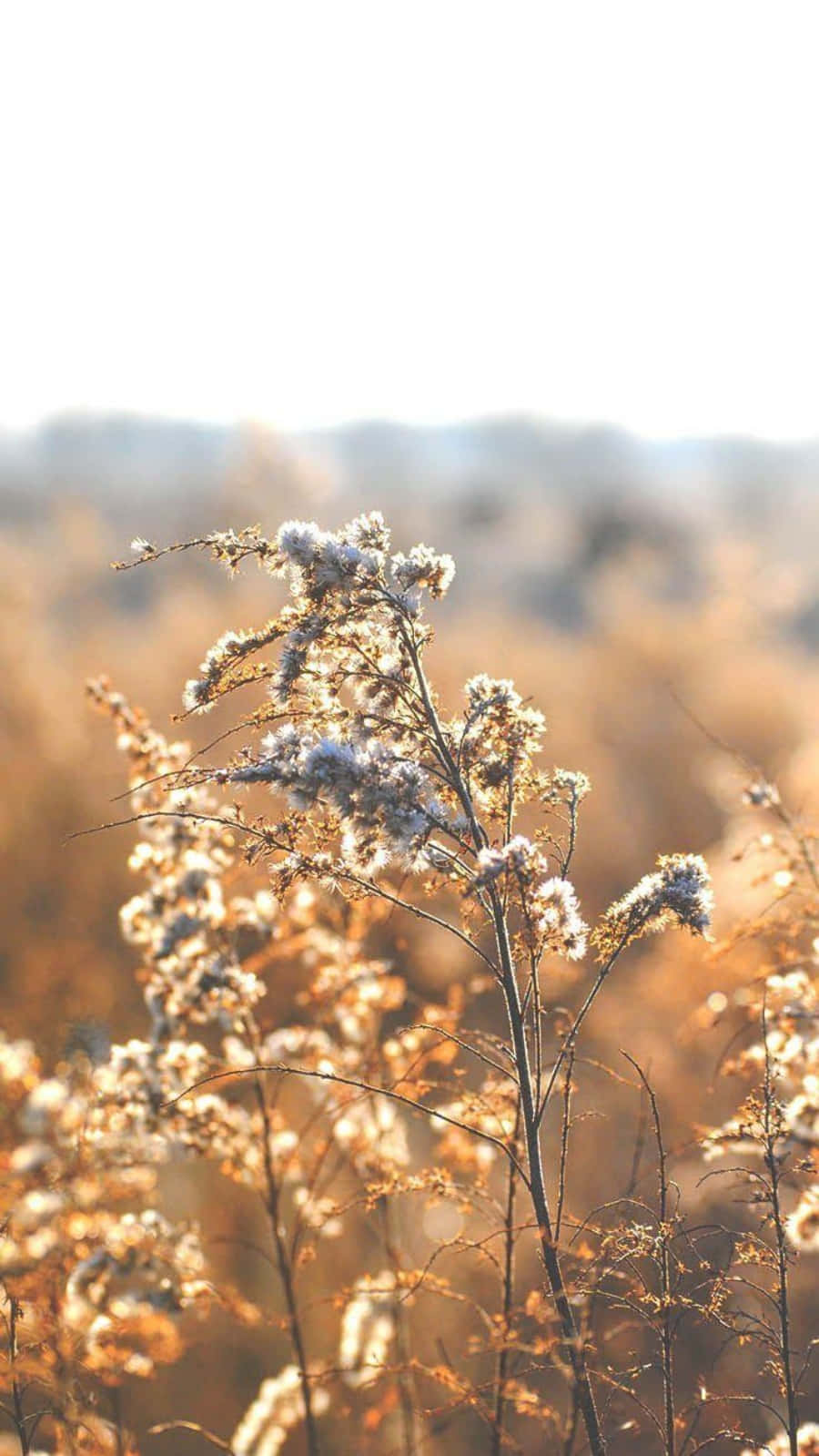 Relaxing iPhone Wallpaper