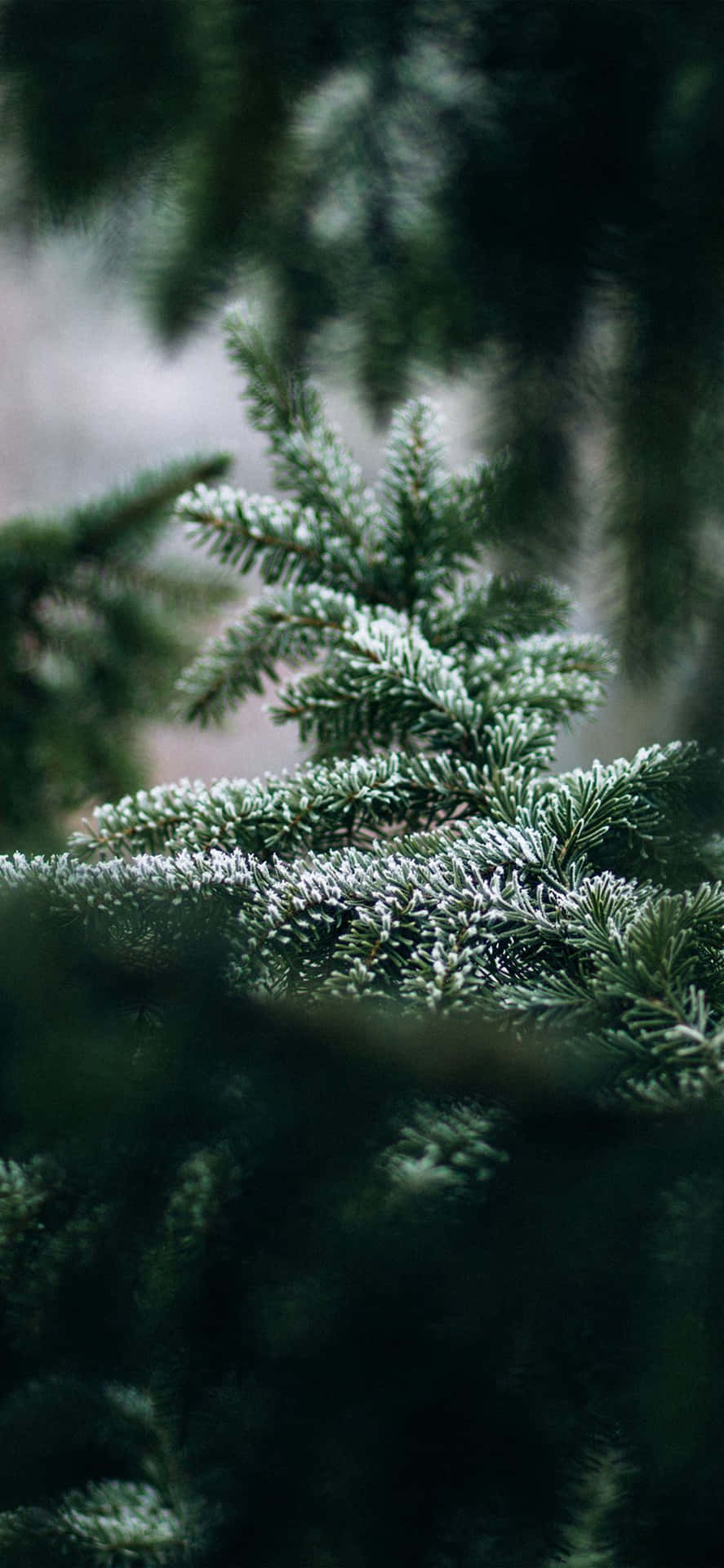 your iPhone Wallpaper