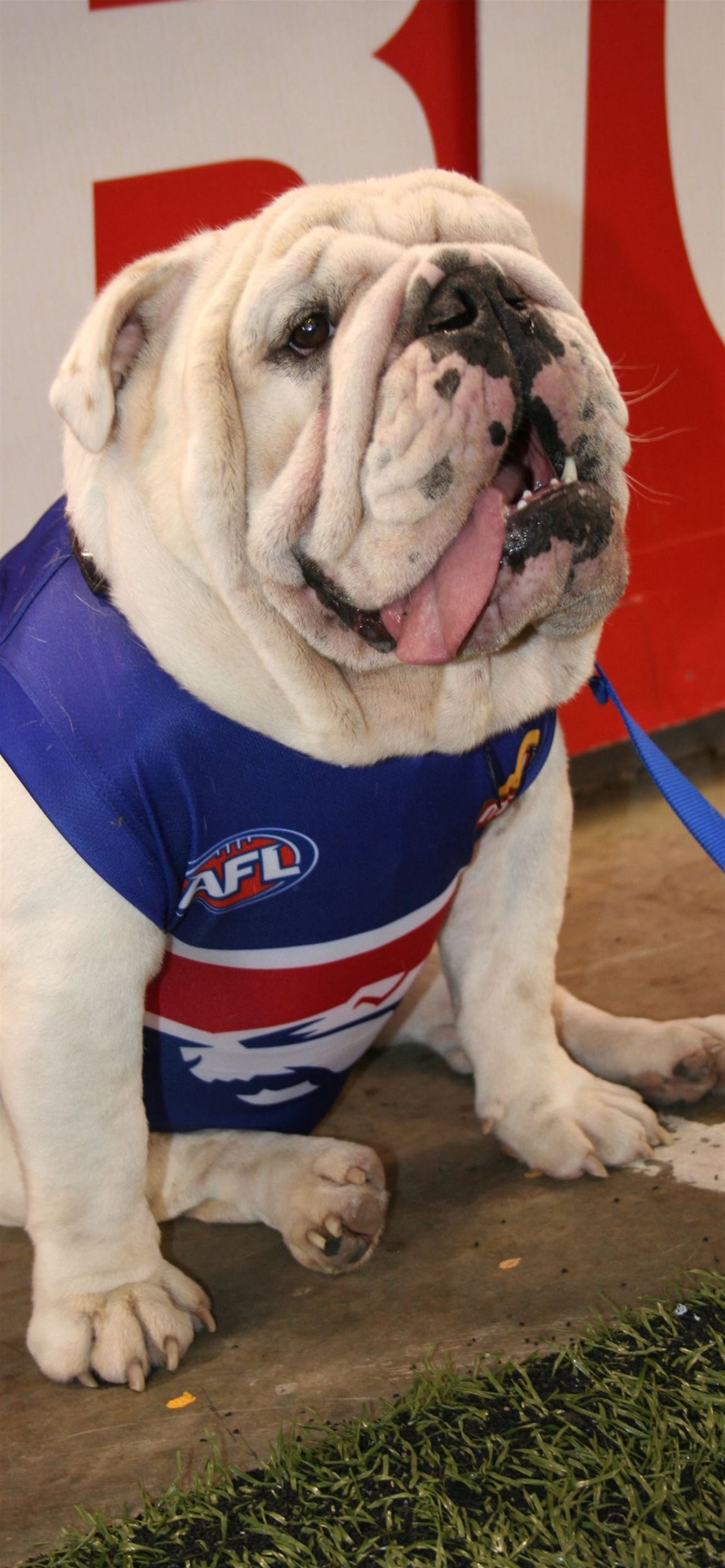 Western bulldogs 2016 ideas iPhone