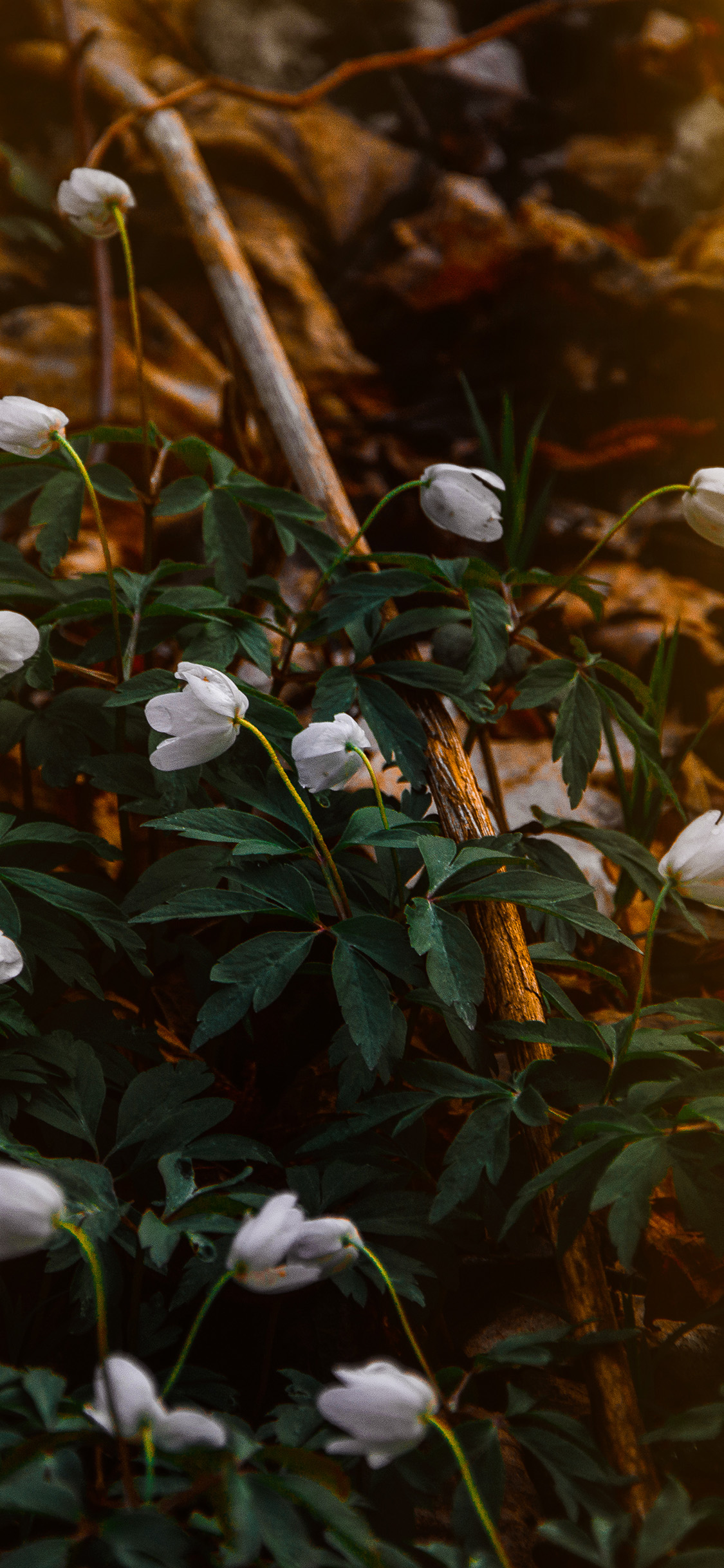 Nature Flower White Wood