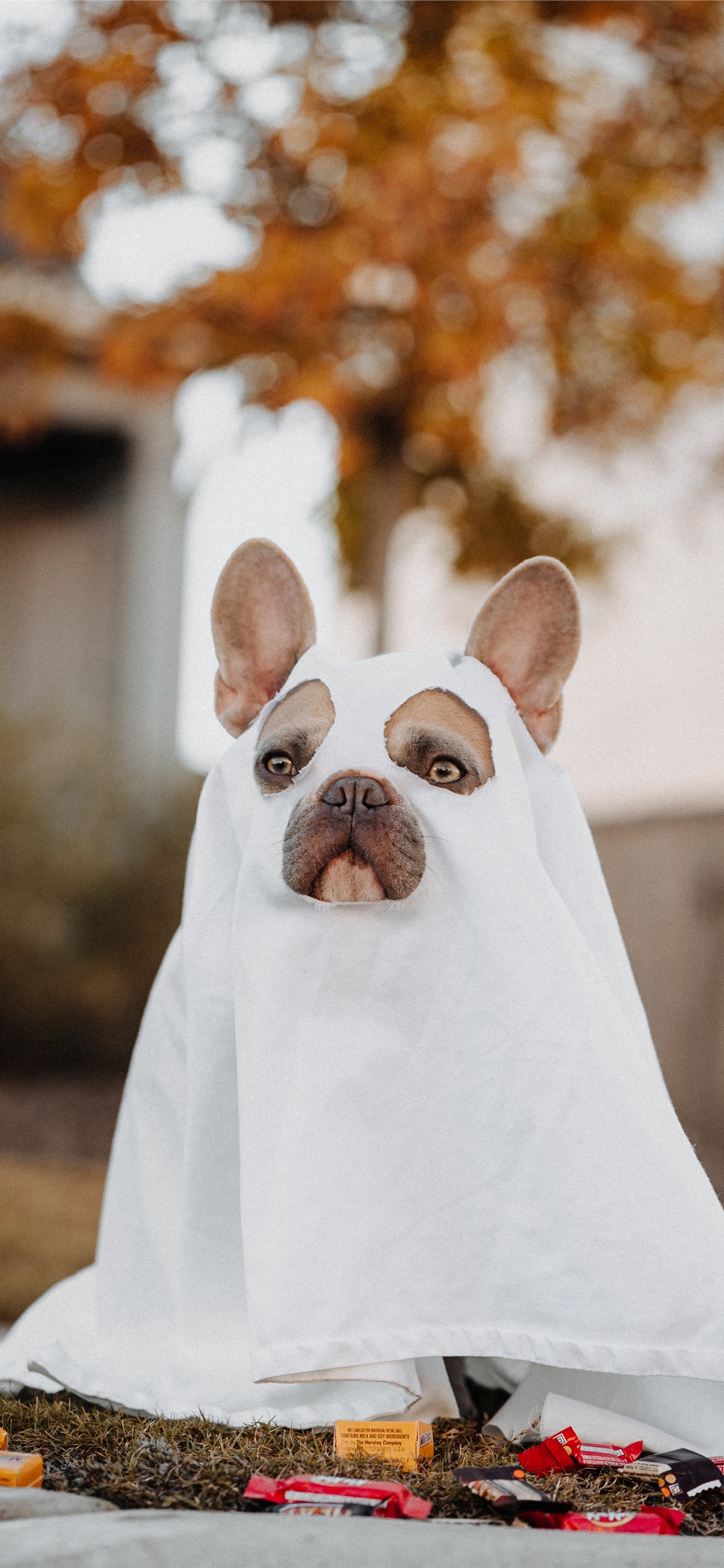 white french bulldog puppy covered