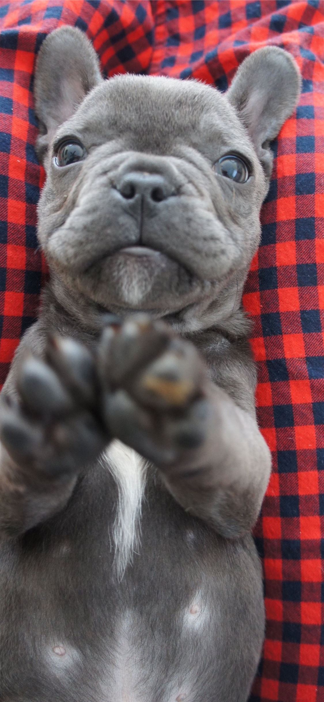 bulldogs iPhone Wallpaper Free Download