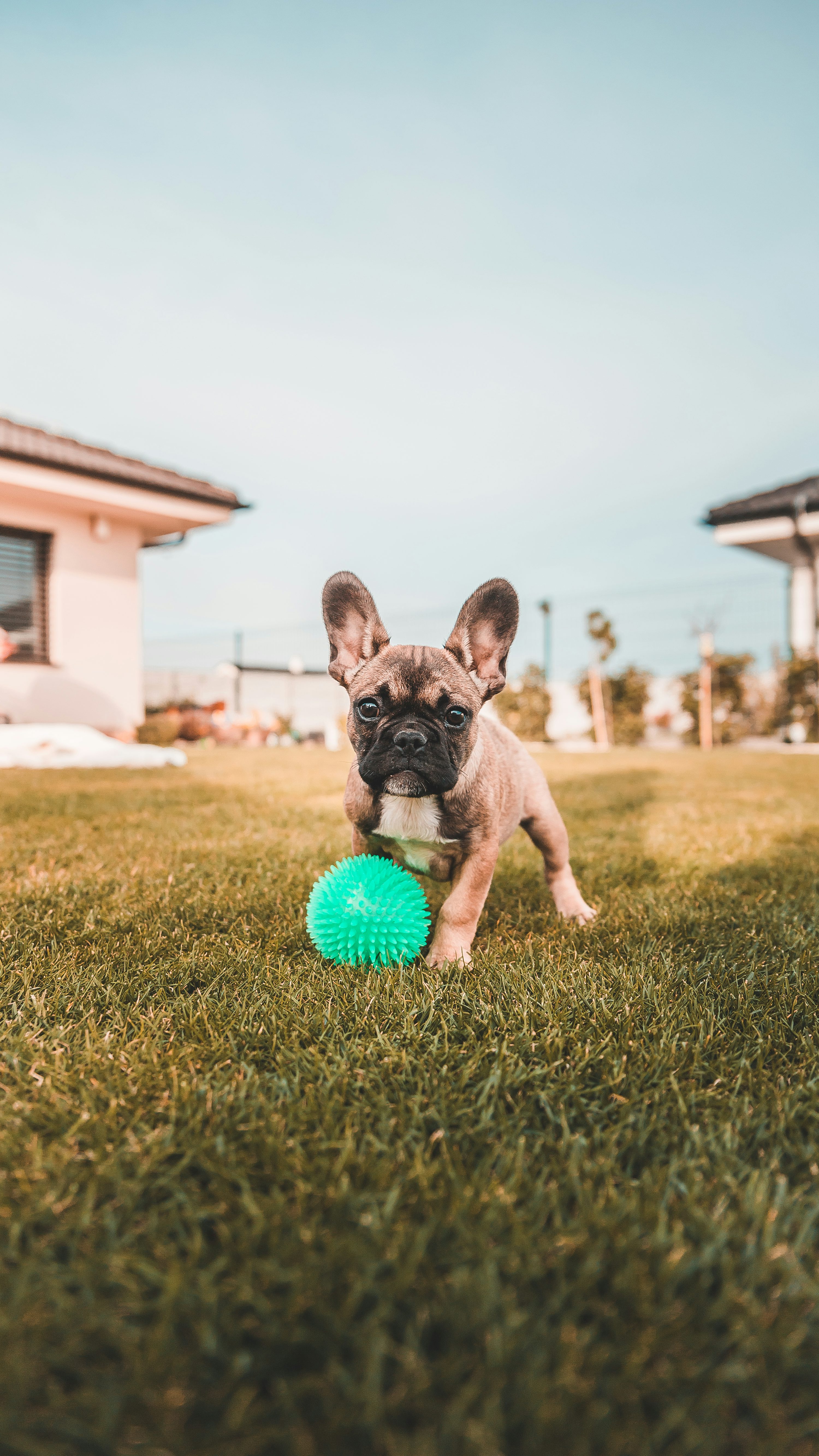 black french bulldog puppy playing ball
