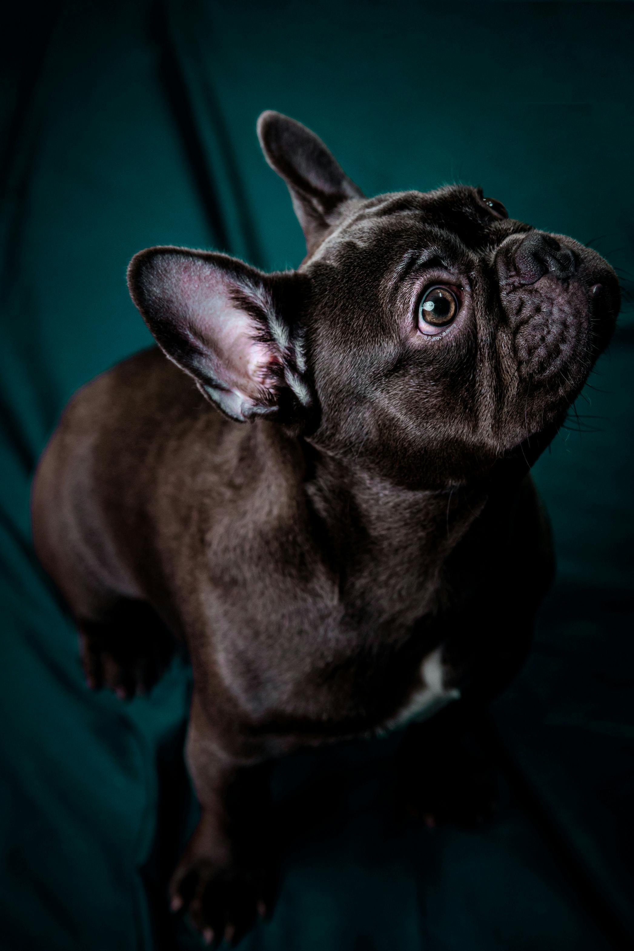 French Bulldog Dog · Free