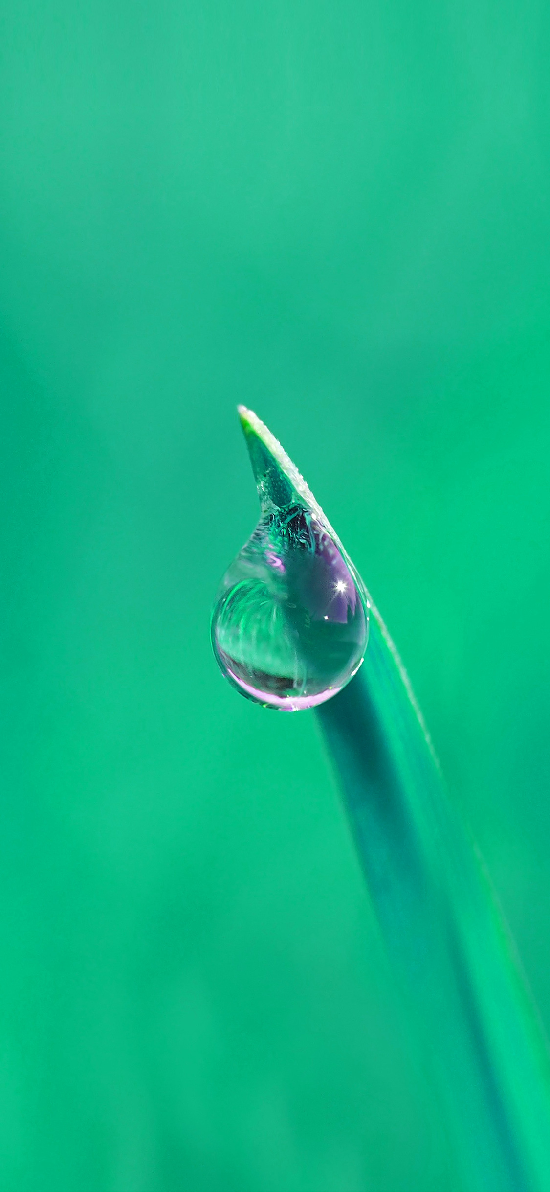 Water Drip Wain Blue Green Nature