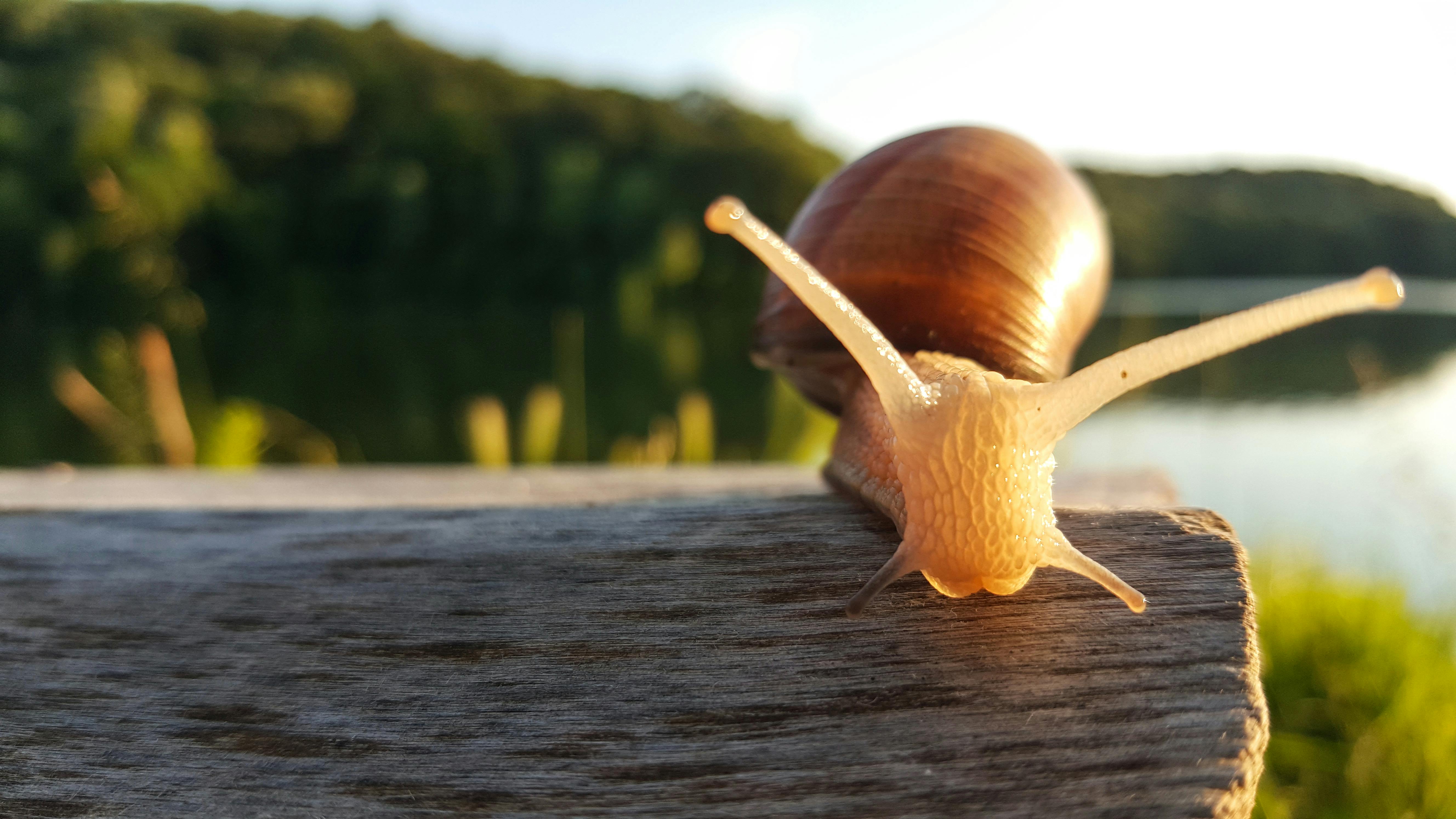 Snail Photo, Download The BEST Free