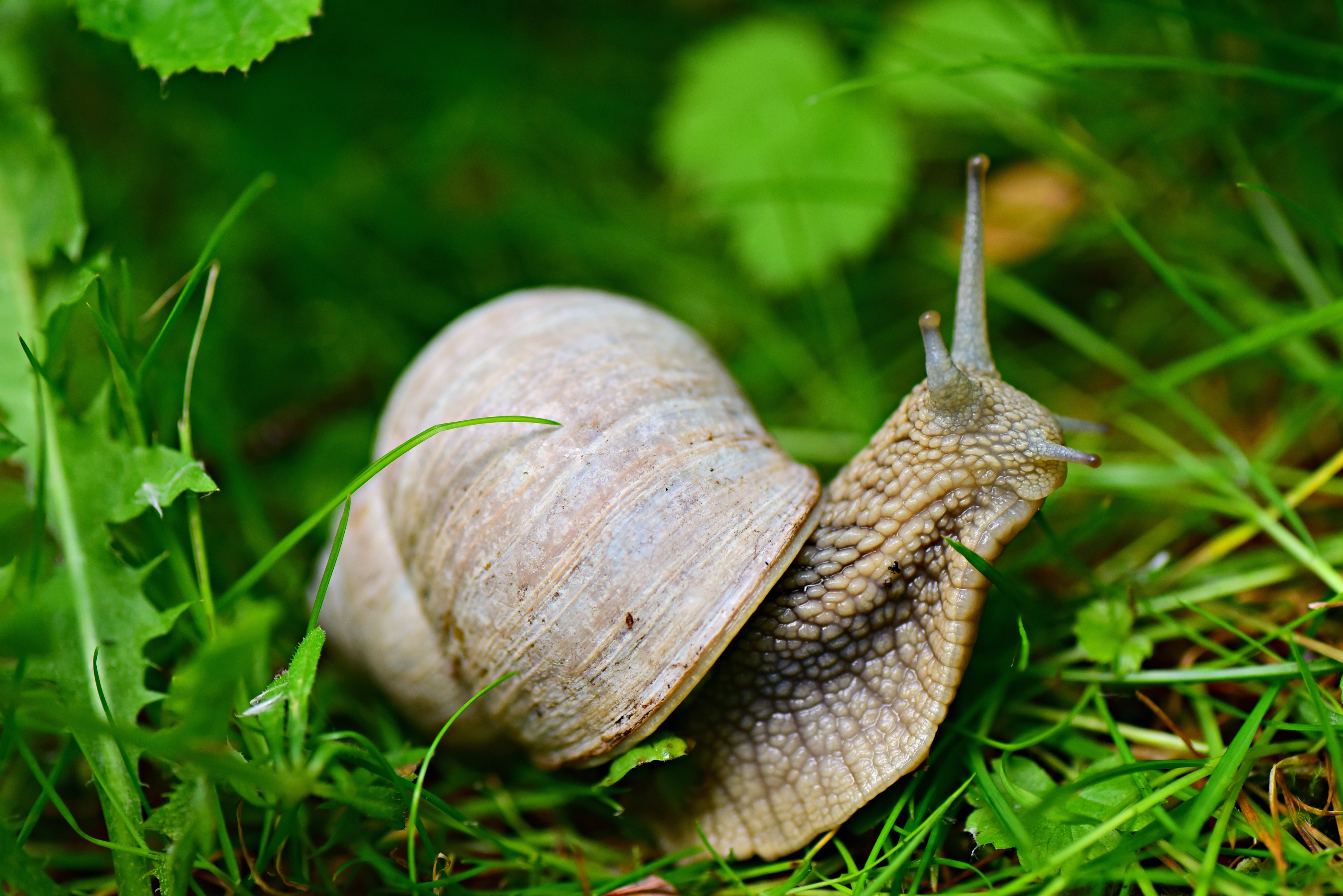Macro Animal Snail 4k Ultra HD Wallpaper
