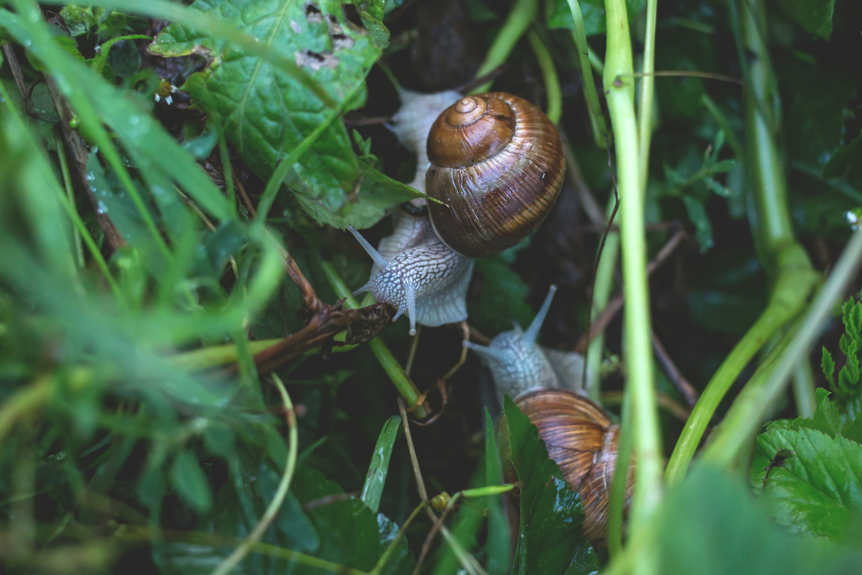 Snail 4k Wallpapers - Wallpaper Cave