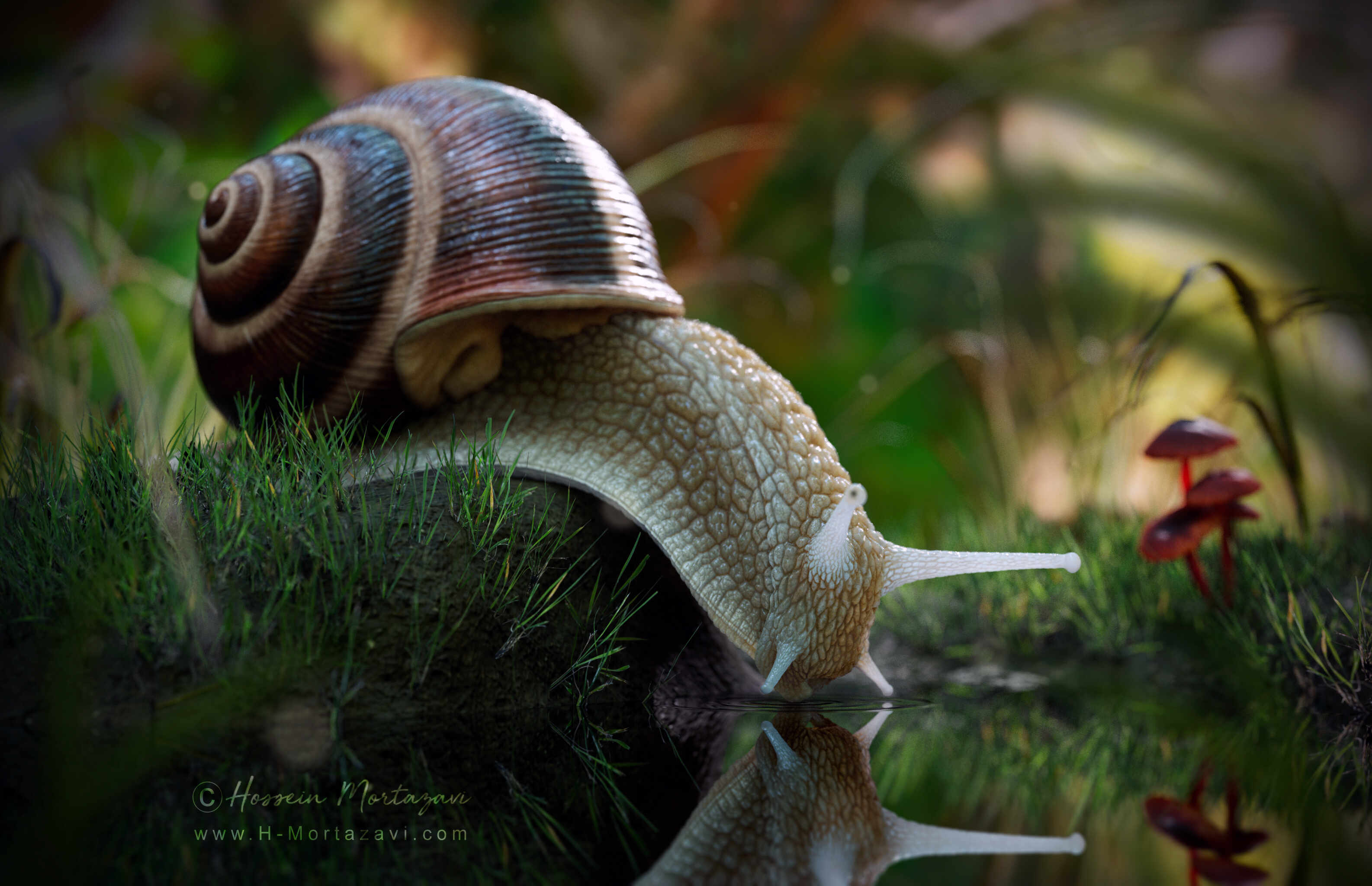 Roman Snail