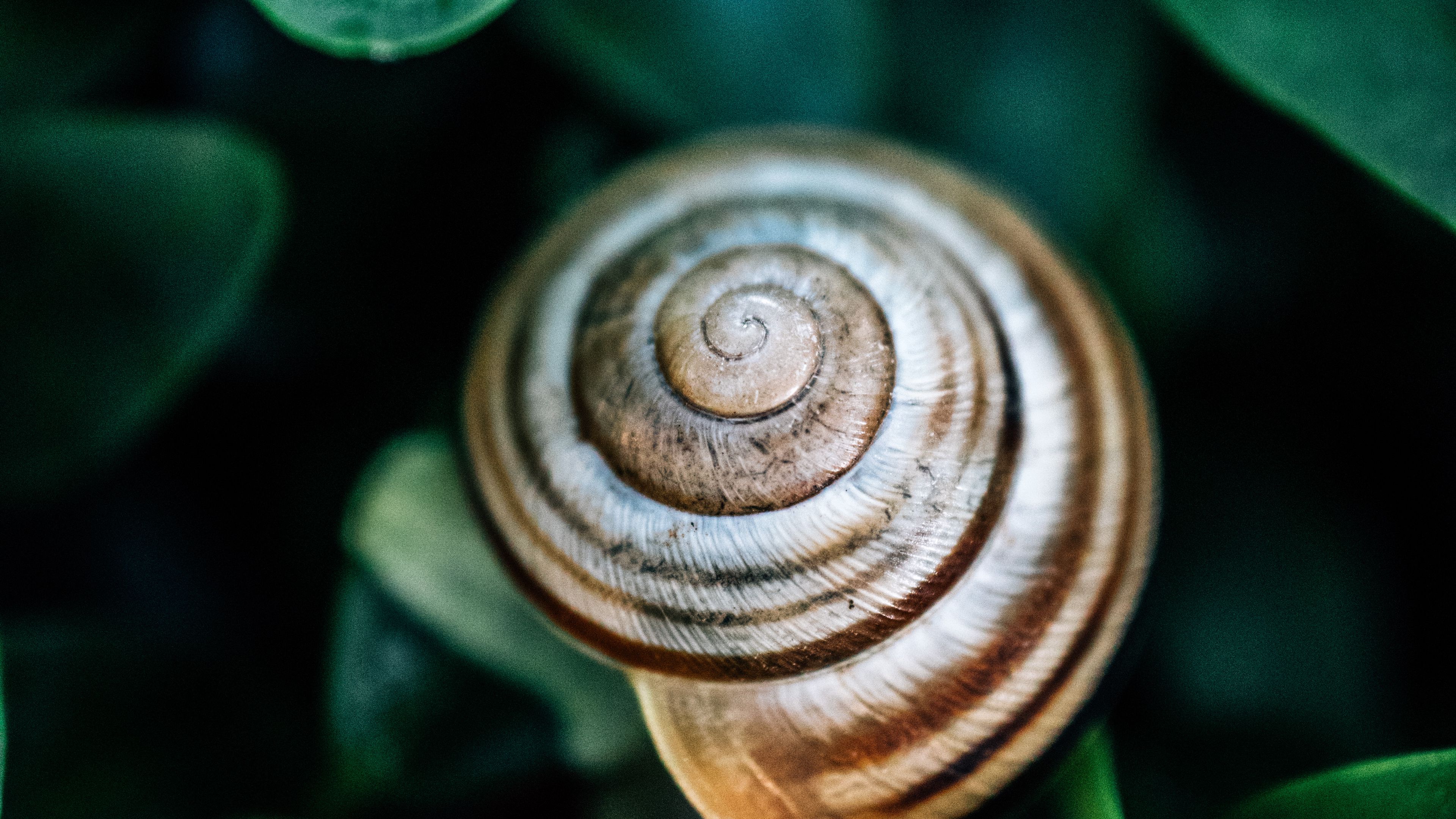 Download wallpaper 3840x2160 snail