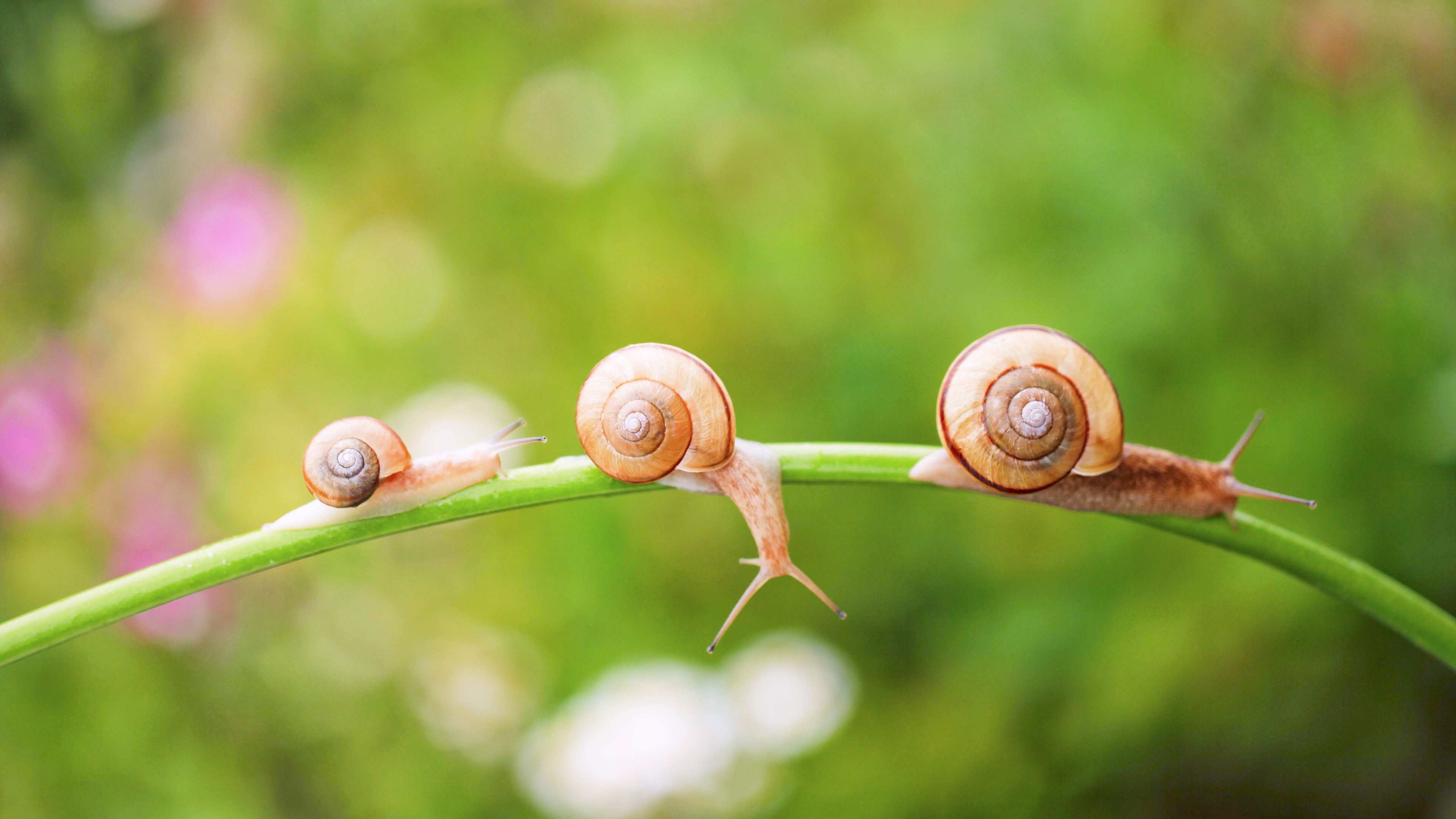 Wallpaper Snail, insect, grass, bokeh