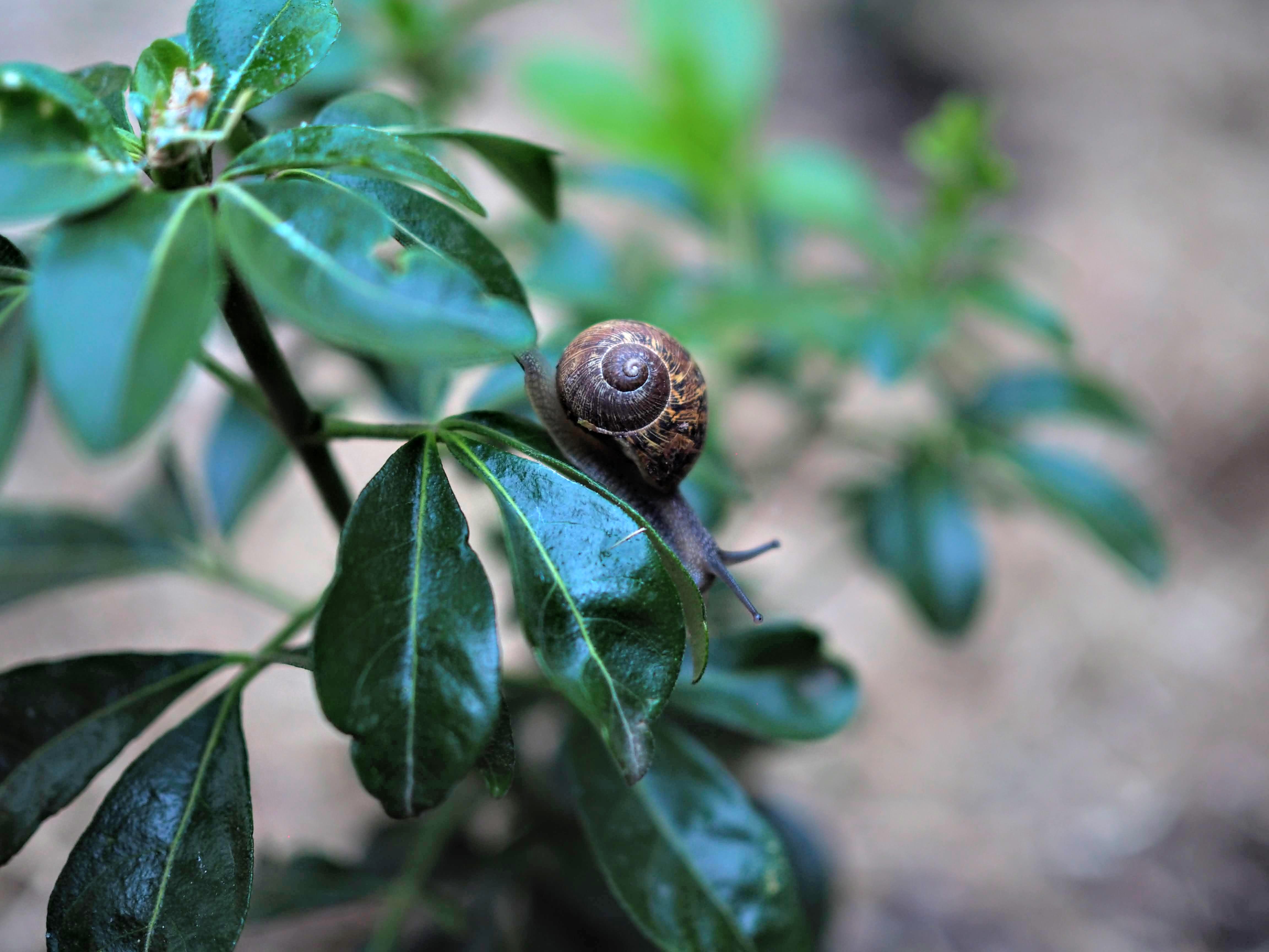 How to get rid of snails. Homes & Gardens