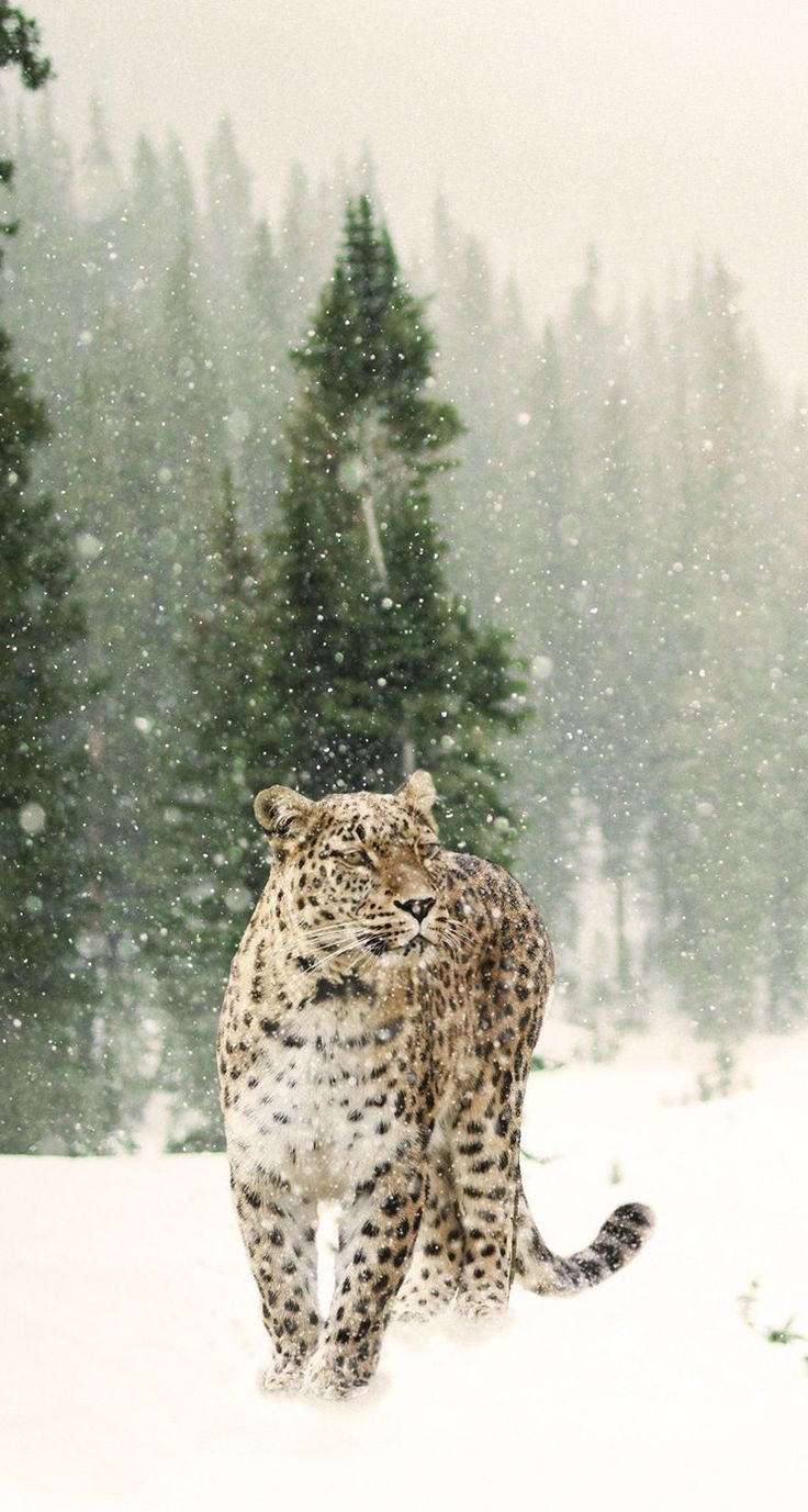 iPhone wallpaper. Snow leopard