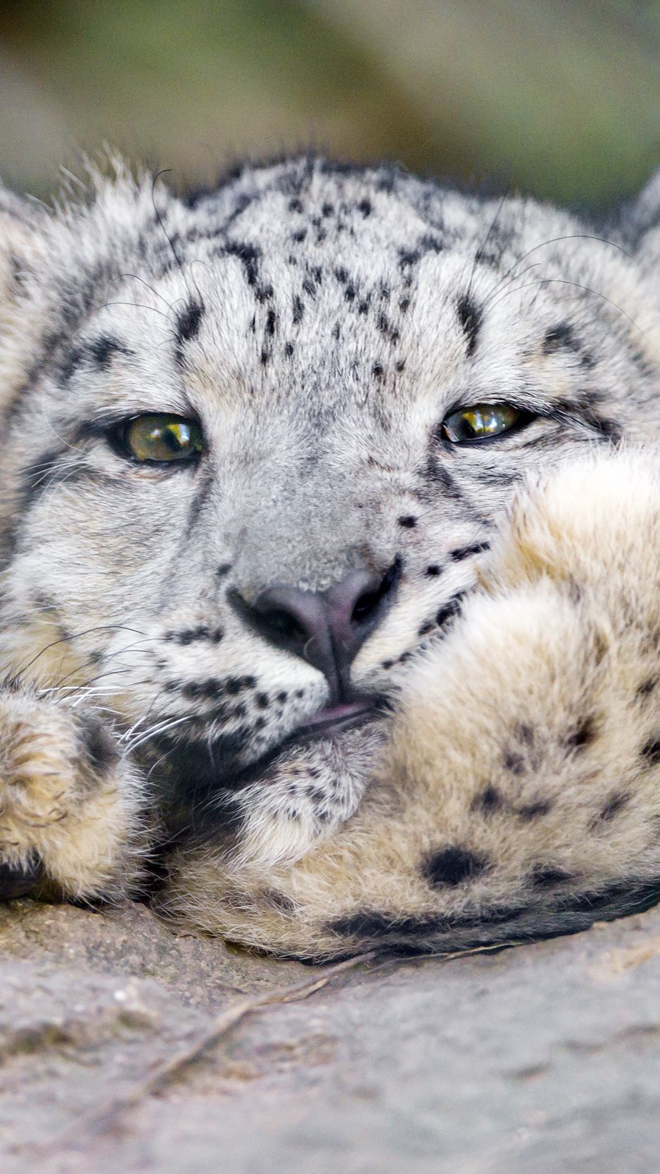 wallpaper 938x1668 snow leopard