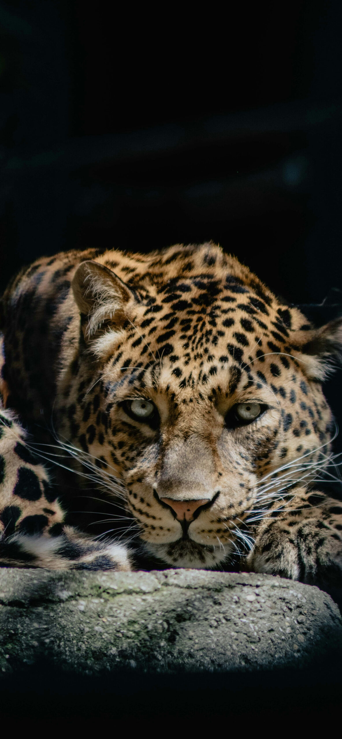 Leopard Wallpaper for iPhone 11, Pro